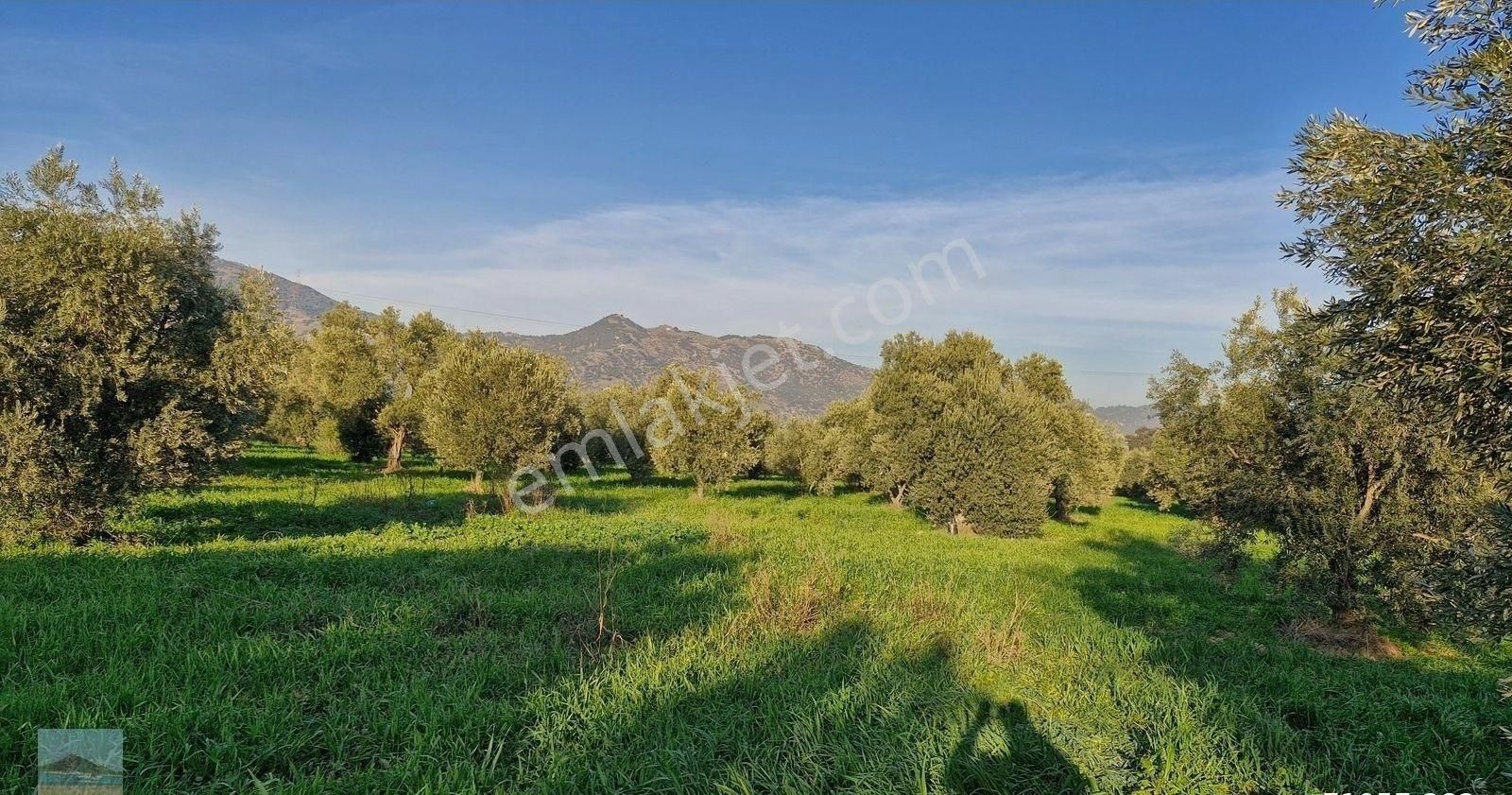 Aydın Germencik Ömerbeyliaydın Merkezde Satılık 7546 M2 Müstakil Tapulu Bahçe - Görsel 5