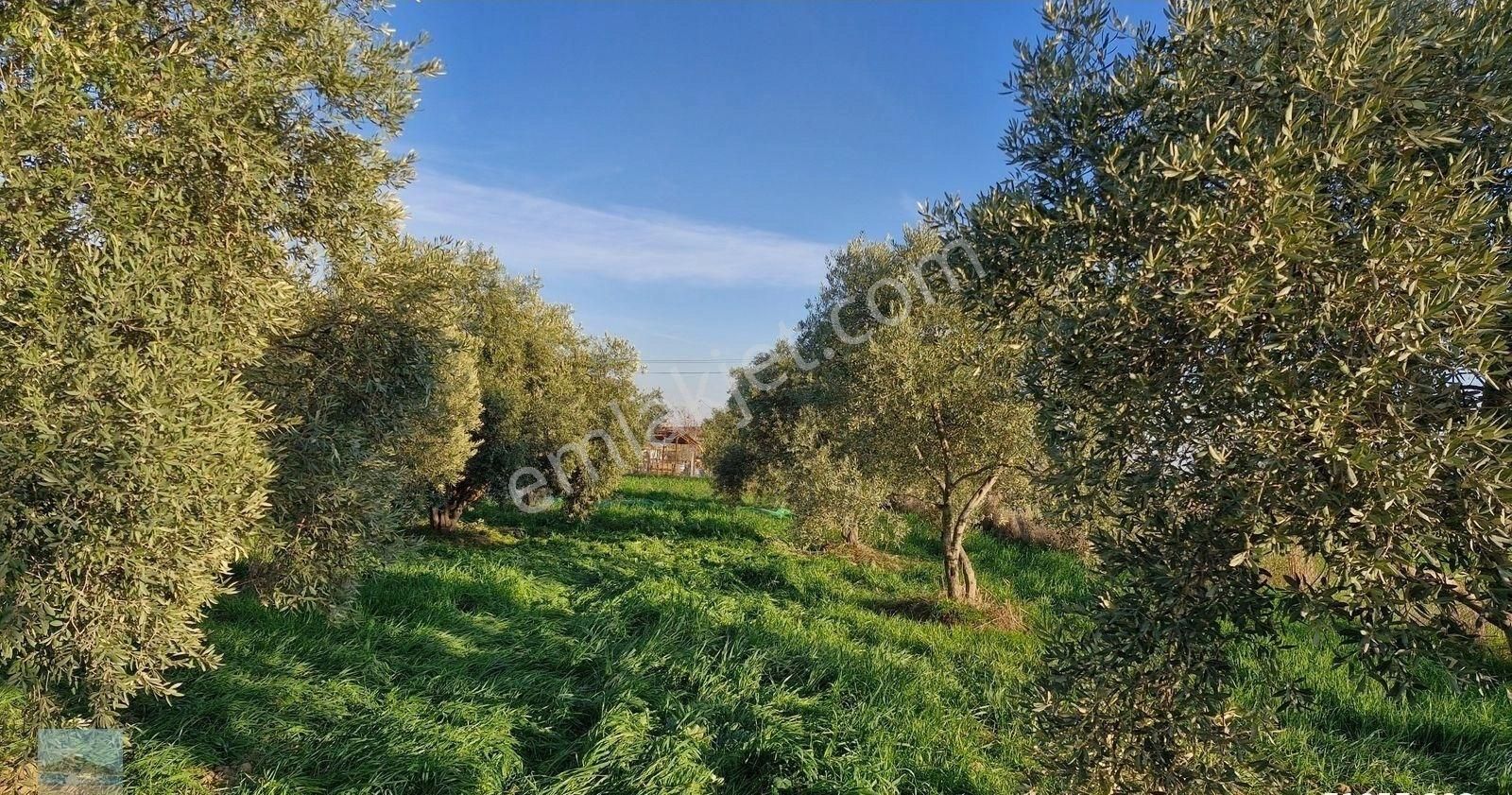 Aydın Germencik Ömerbeyliaydın Merkezde Satılık 7546 M2 Müstakil Tapulu Bahçe - Görsel 34