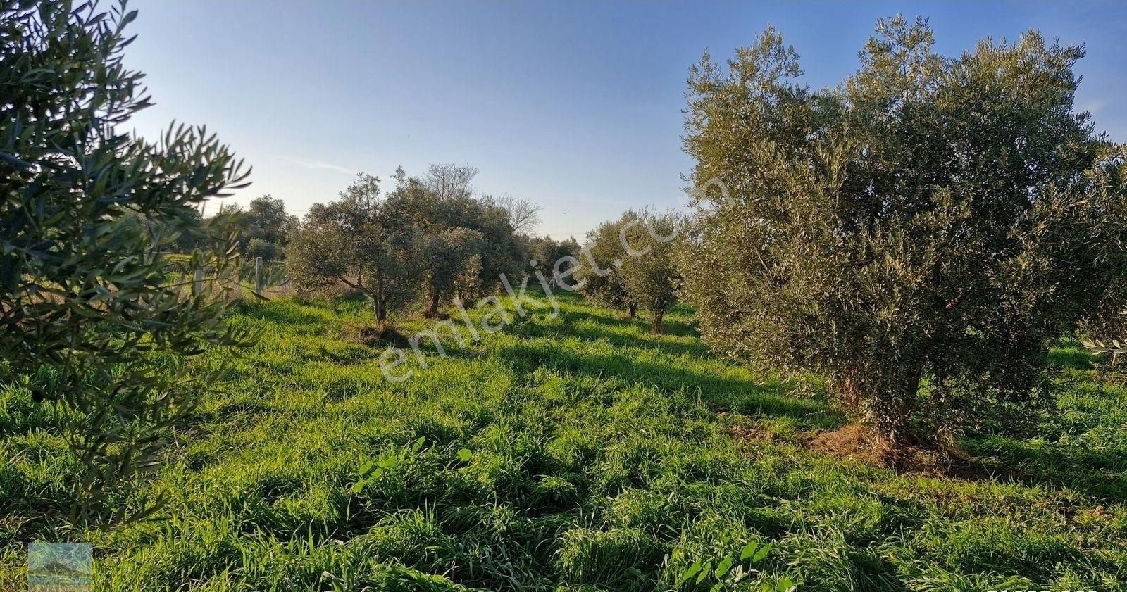 Aydın Germencik Ömerbeyliaydın Merkezde Satılık 7546 M2 Müstakil Tapulu Bahçe - Görsel 7