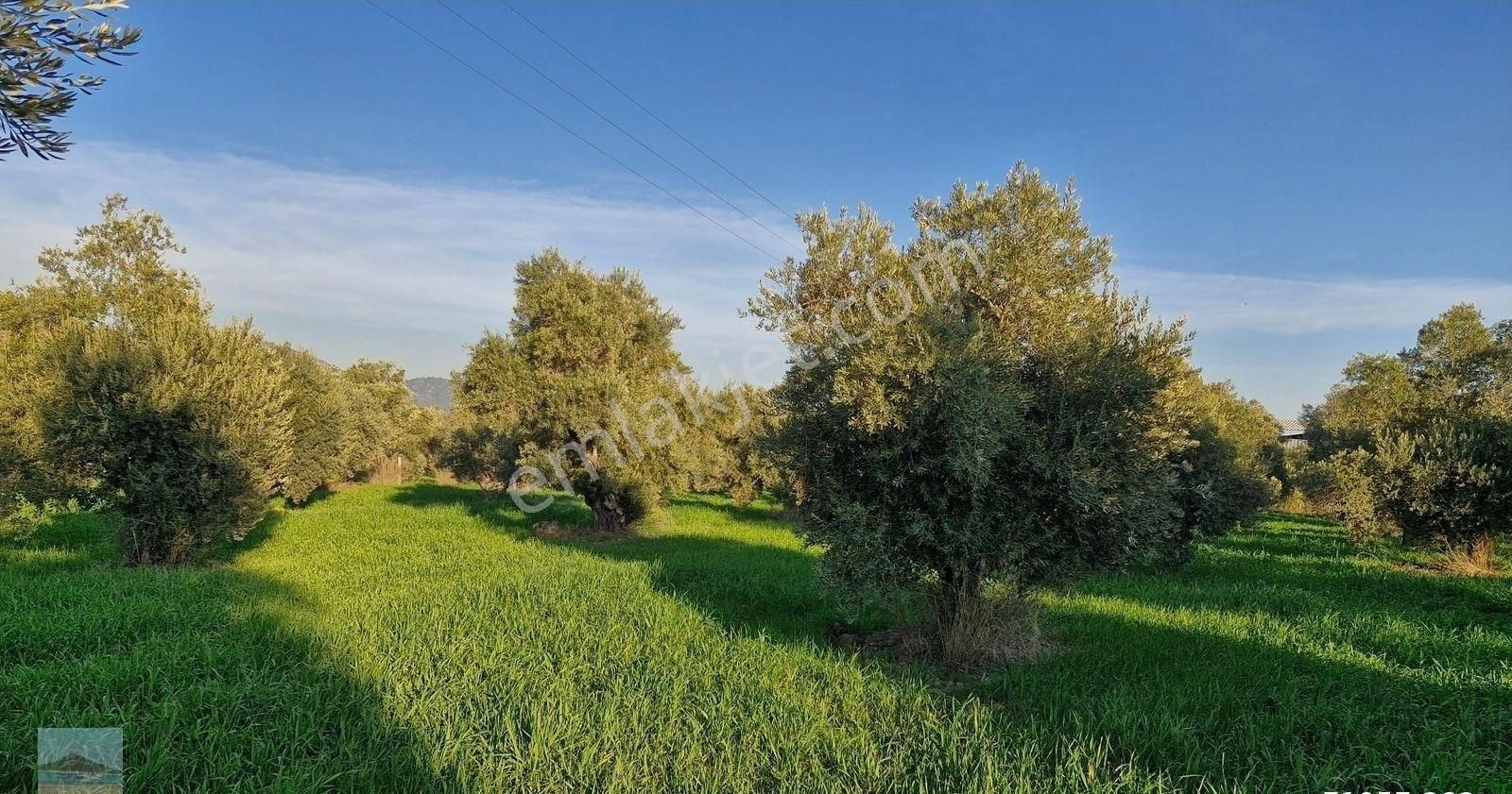 Aydın Germencik Ömerbeyliaydın Merkezde Satılık 7546 M2 Müstakil Tapulu Bahçe - Görsel 26