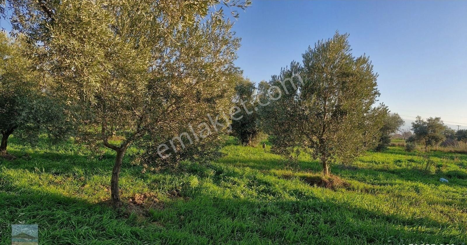 Aydın Germencik Ömerbeyliaydın Merkezde Satılık 7546 M2 Müstakil Tapulu Bahçe - Görsel 6