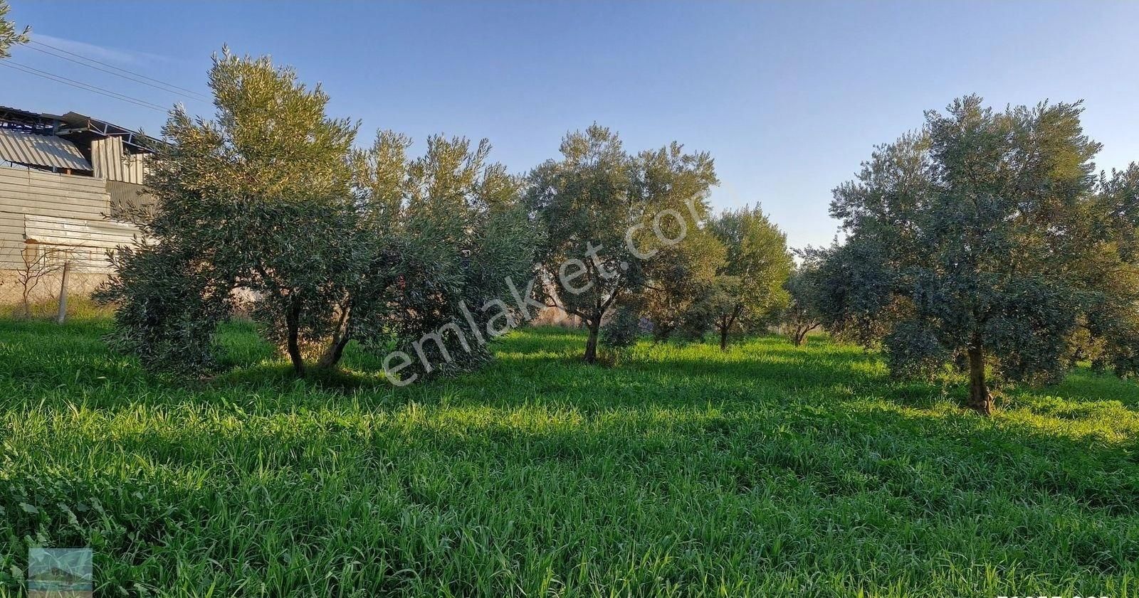 Aydın Germencik Ömerbeyliaydın Merkezde Satılık 7546 M2 Müstakil Tapulu Bahçe - Görsel 14