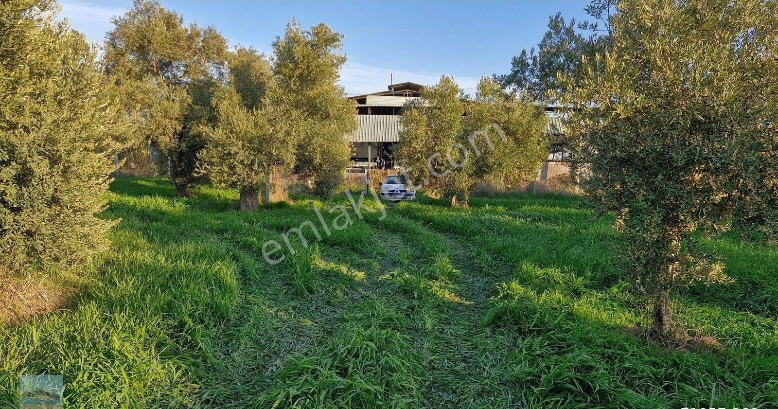 Aydın Germencik Ömerbeyliaydın Merkezde Satılık 7546 M2 Müstakil Tapulu Bahçe - Görsel 13