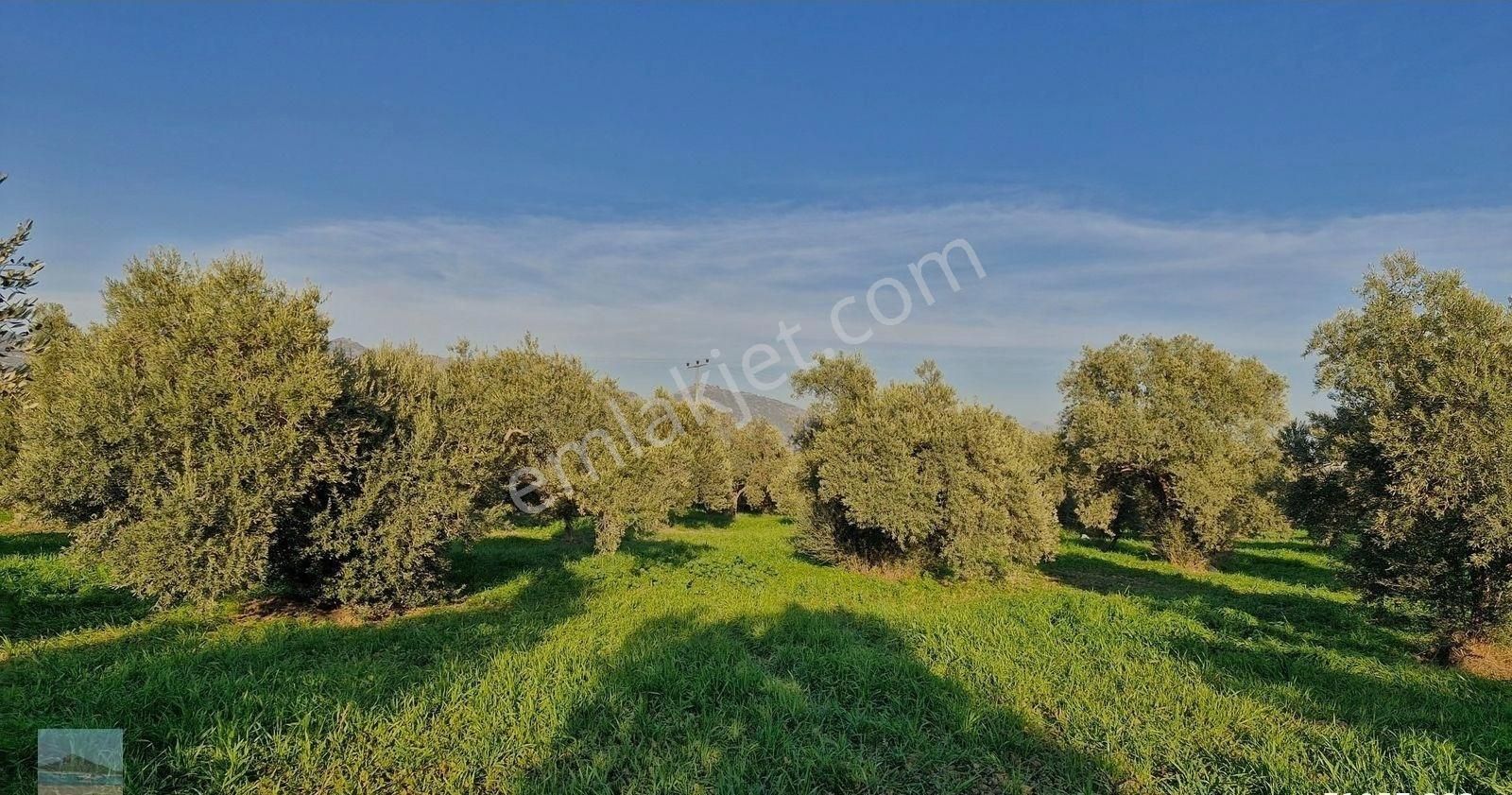 Aydın Germencik Ömerbeyliaydın Merkezde Satılık 7546 M2 Müstakil Tapulu Bahçe - Görsel 32
