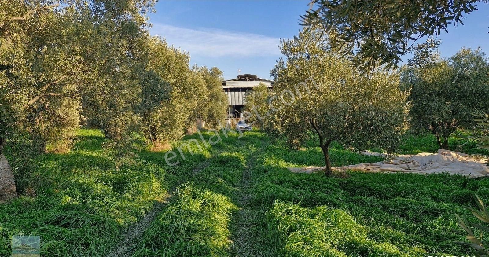 Aydın Germencik Ömerbeyliaydın Merkezde Satılık 7546 M2 Müstakil Tapulu Bahçe - Görsel 8