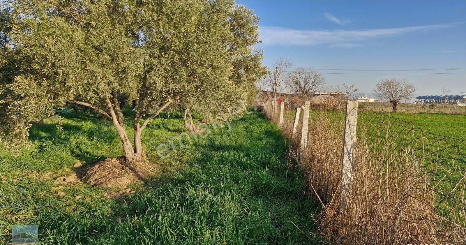 Aydın Germencik Ömerbeyliaydın Merkezde Satılık 7546 M2 Müstakil Tapulu Bahçe - Görsel 28