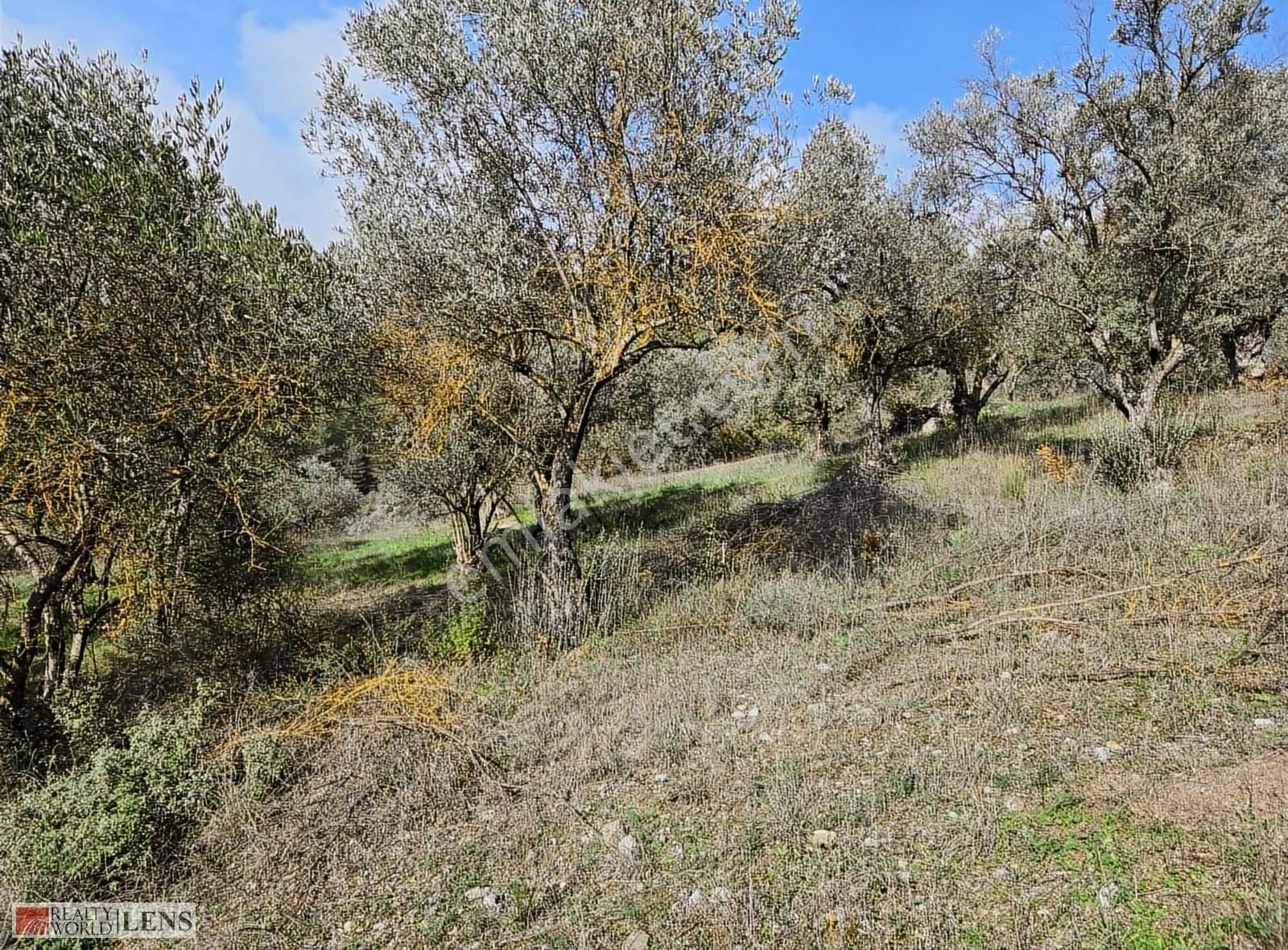 Yetişkin Zeytinlik Arayanlara İşte Fırsat!!! - Görsel 7