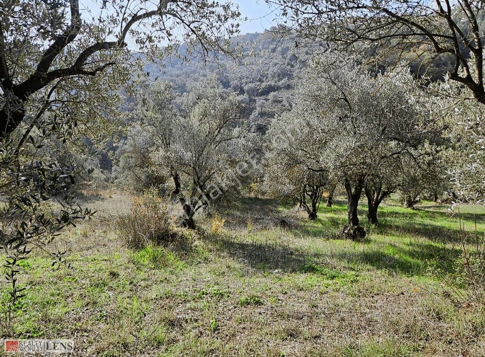 Yetişkin Zeytinlik Arayanlara İşte Fırsat!!! - Görsel 17