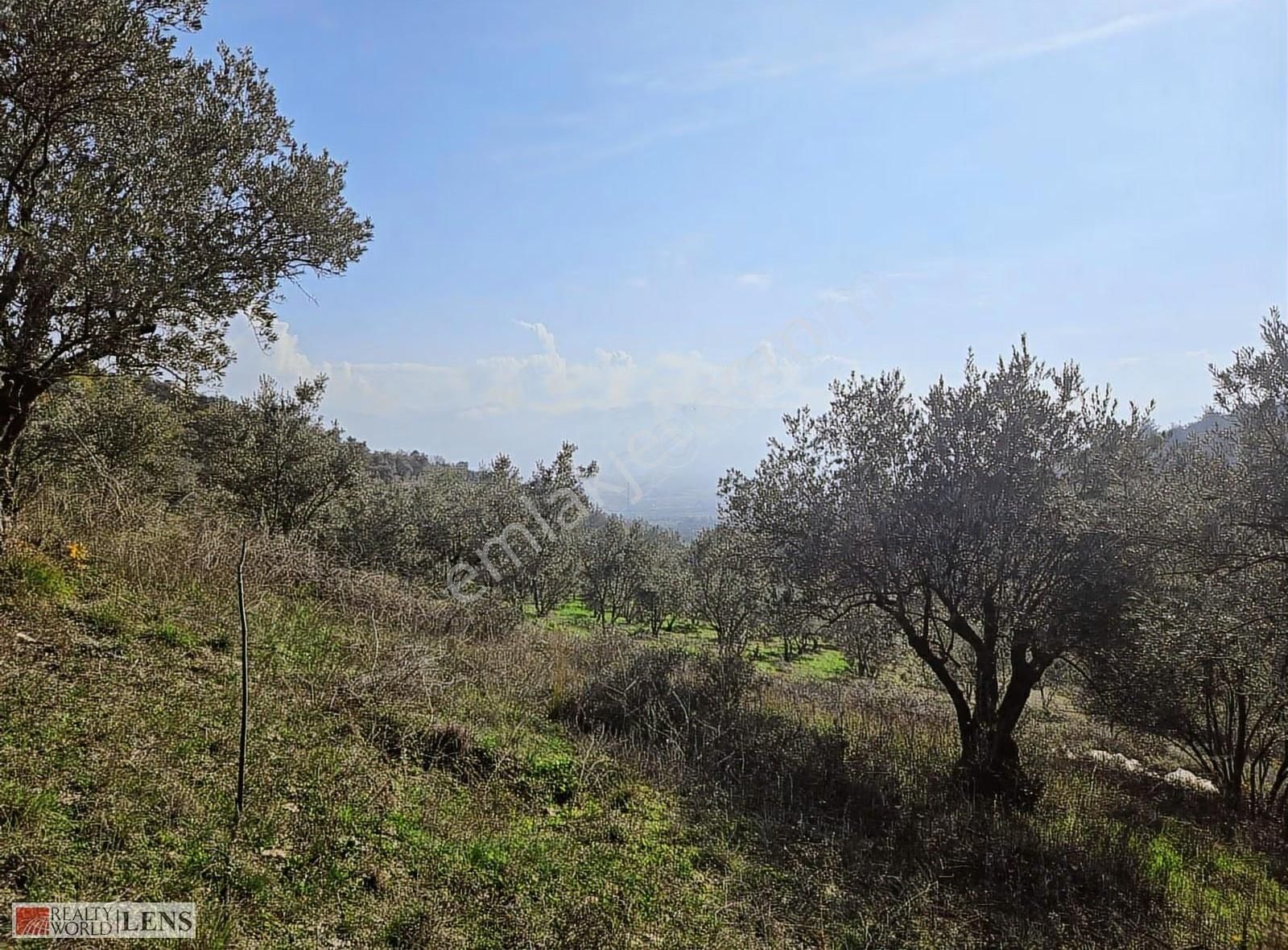 Yetişkin Zeytinlik Arayanlara İşte Fırsat!!! - Görsel 15