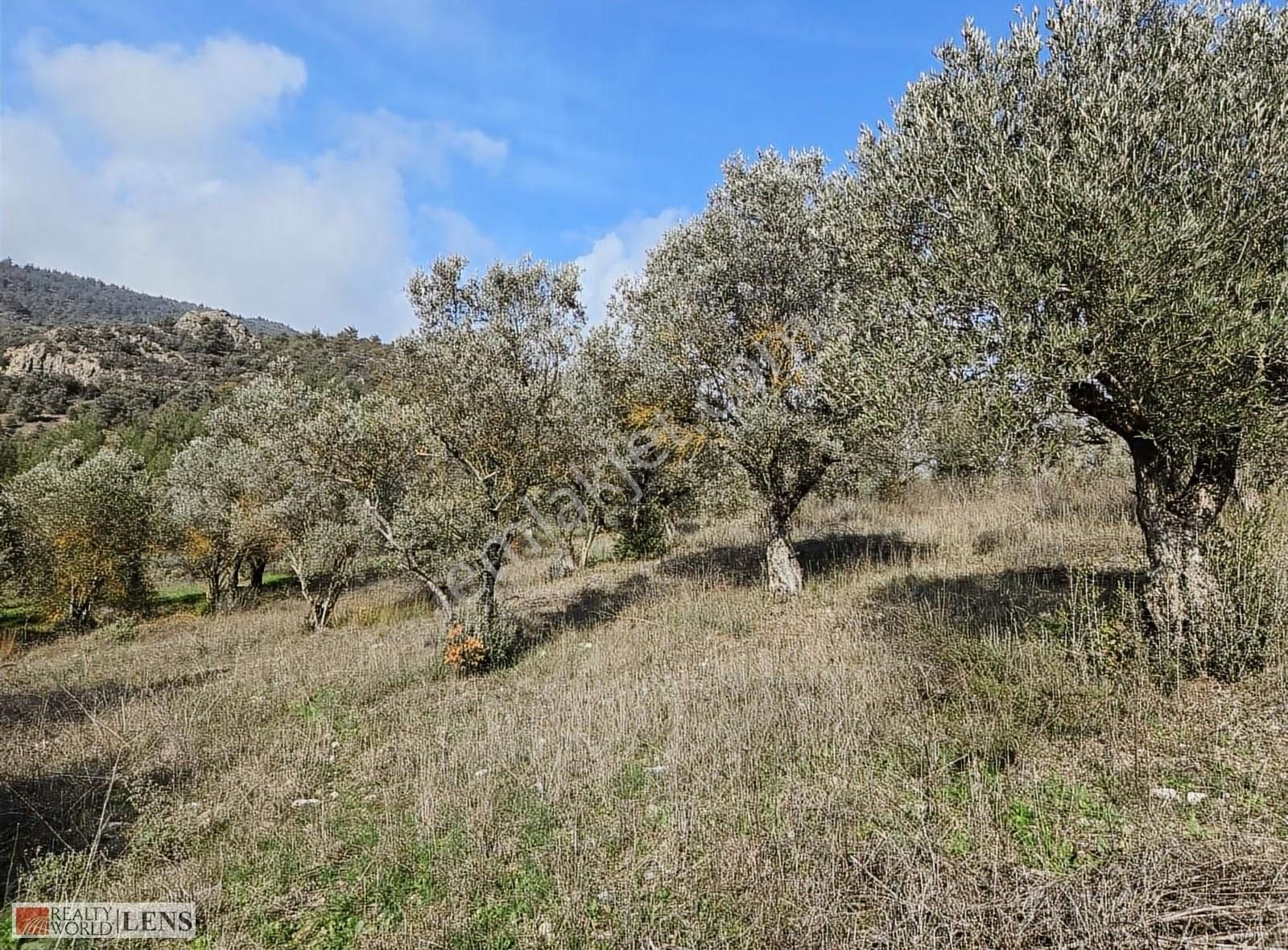 Yetişkin Zeytinlik Arayanlara İşte Fırsat!!! - Görsel 8