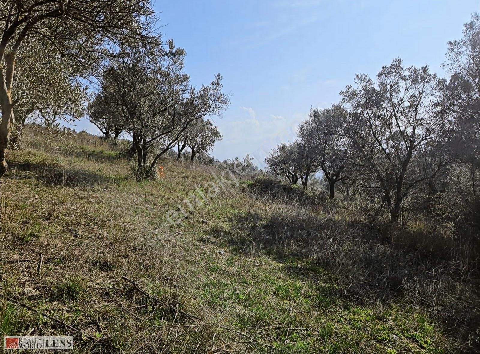 Yetişkin Zeytinlik Arayanlara İşte Fırsat!!! - Görsel 21