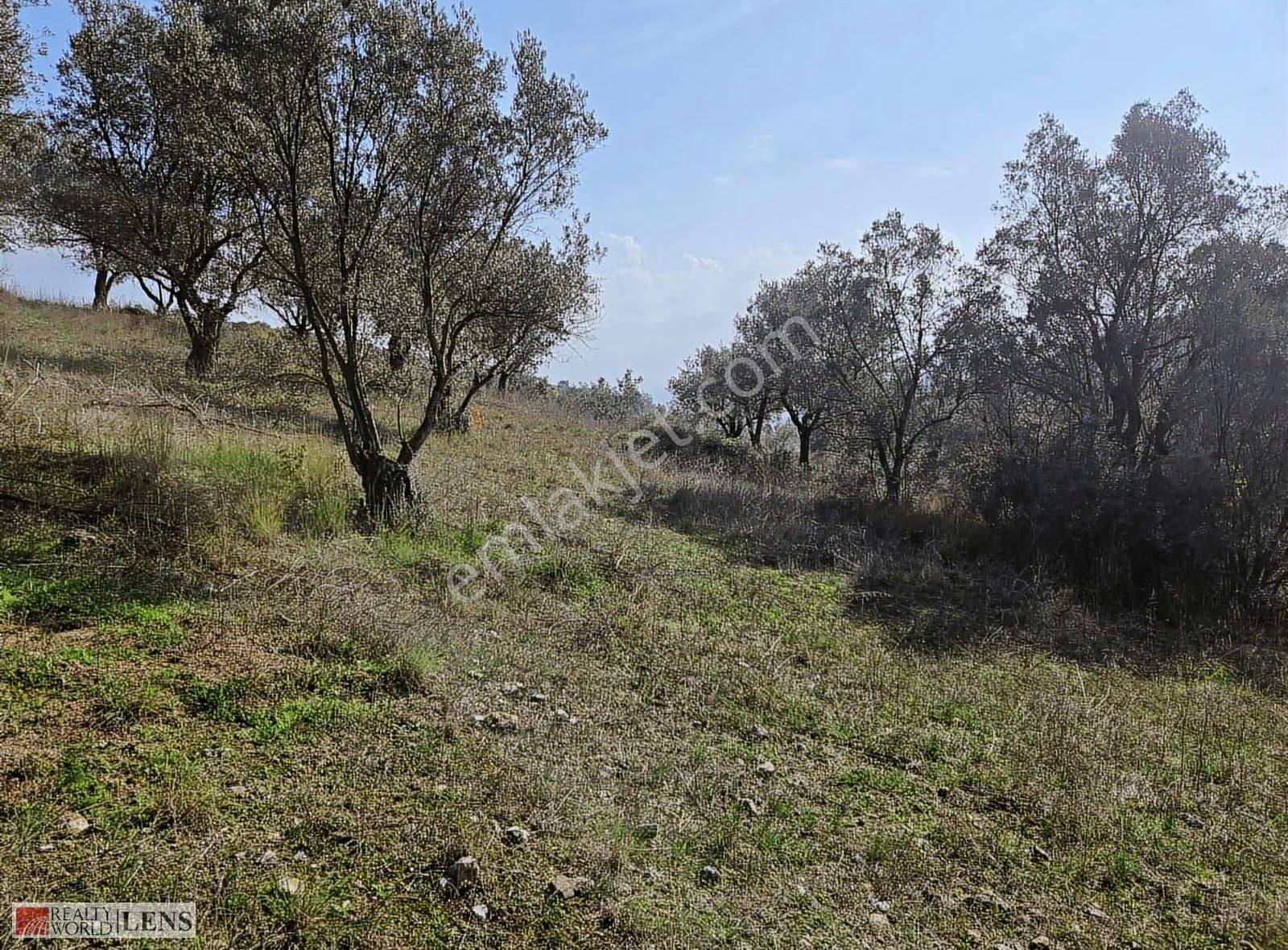 Yetişkin Zeytinlik Arayanlara İşte Fırsat!!! - Görsel 18