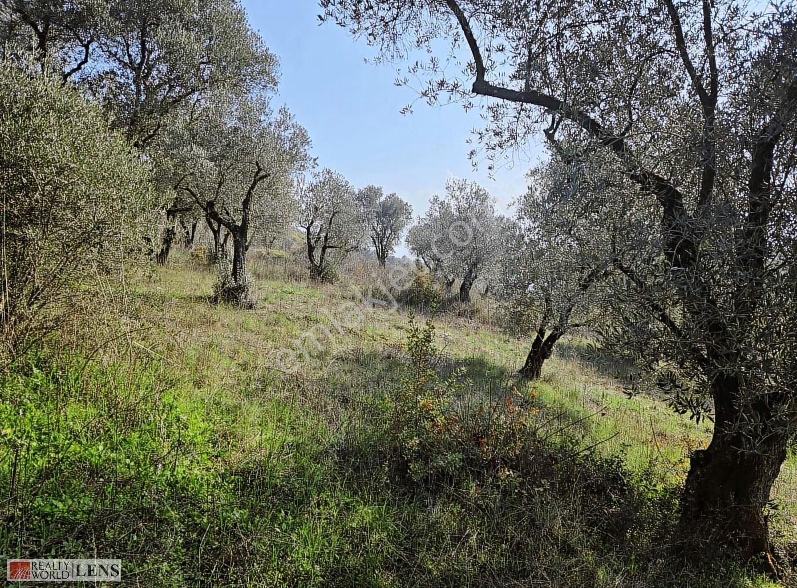 Yetişkin Zeytinlik Arayanlara İşte Fırsat!!! - Görsel 9