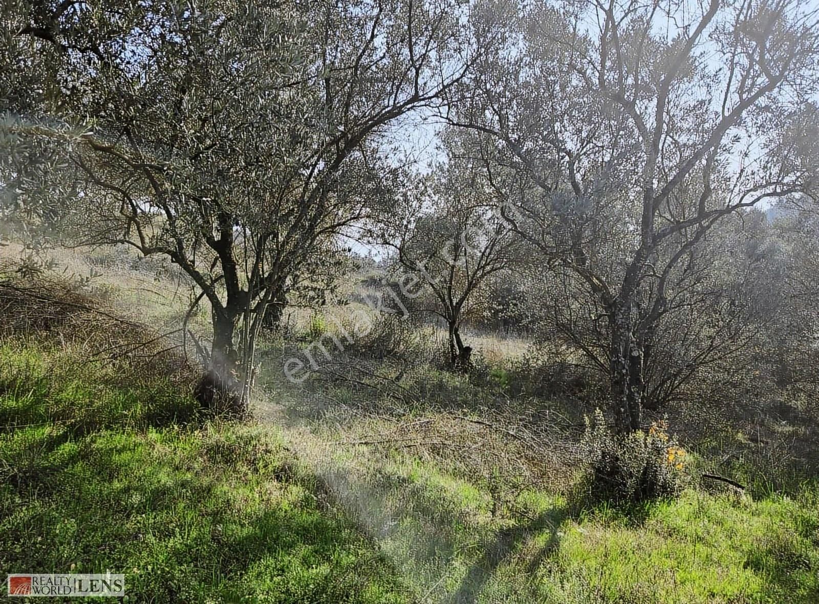 Yetişkin Zeytinlik Arayanlara İşte Fırsat!!! - Görsel 16