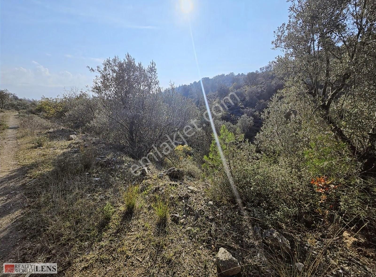 Yetişkin Zeytinlik Arayanlara İşte Fırsat!!! - Görsel 3