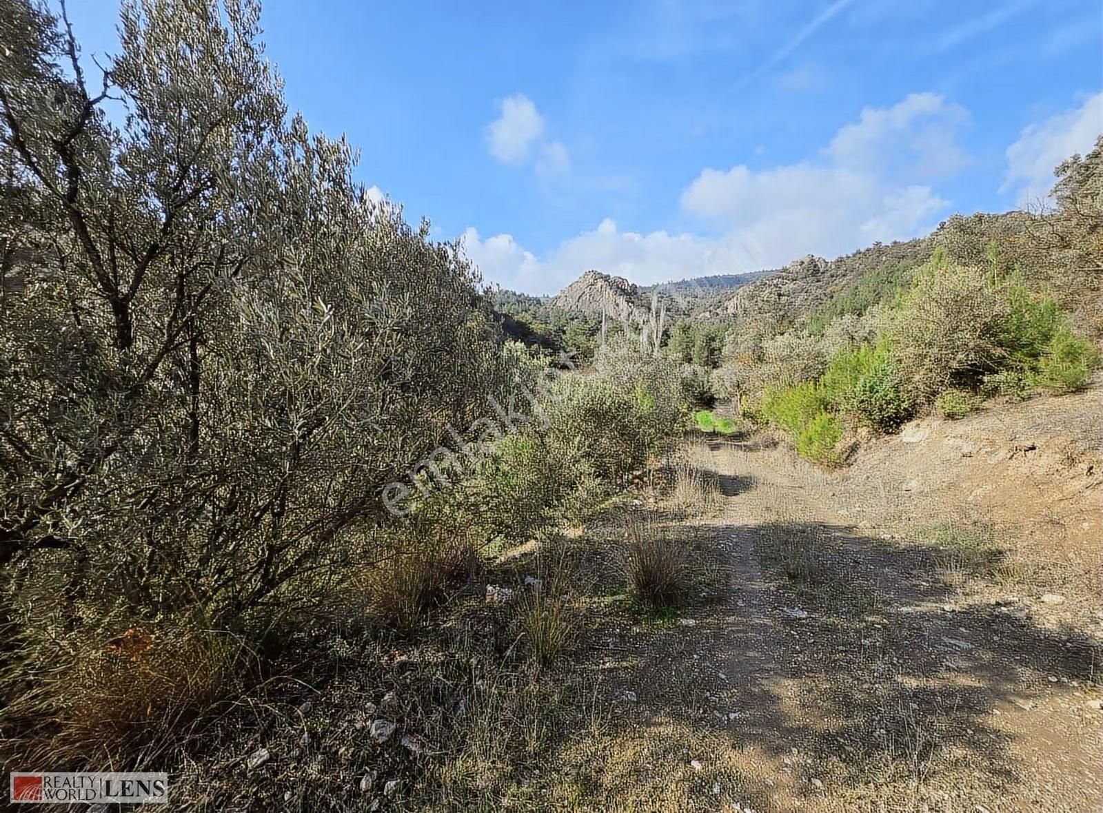 Yetişkin Zeytinlik Arayanlara İşte Fırsat!!! - Görsel 4