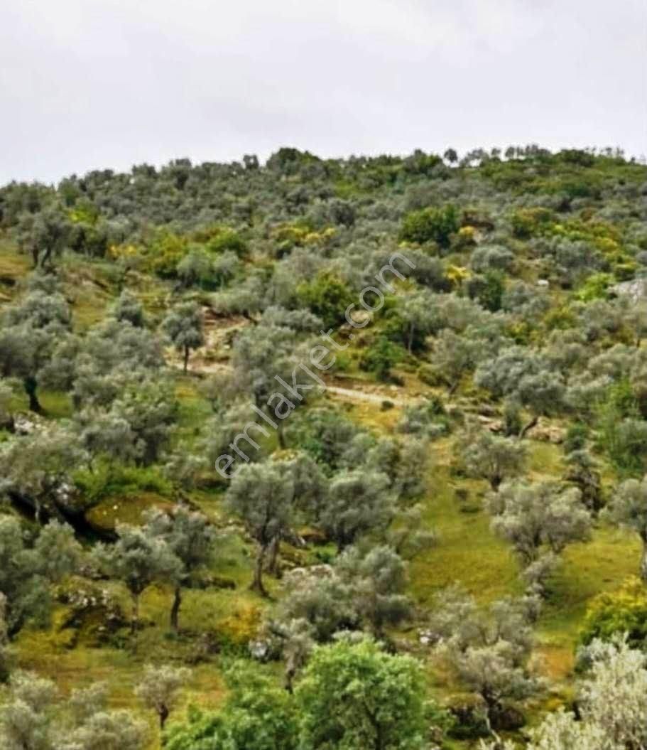 Karpuzlu Tekeler Mahallesinde Satılık Arazi - Görsel 5