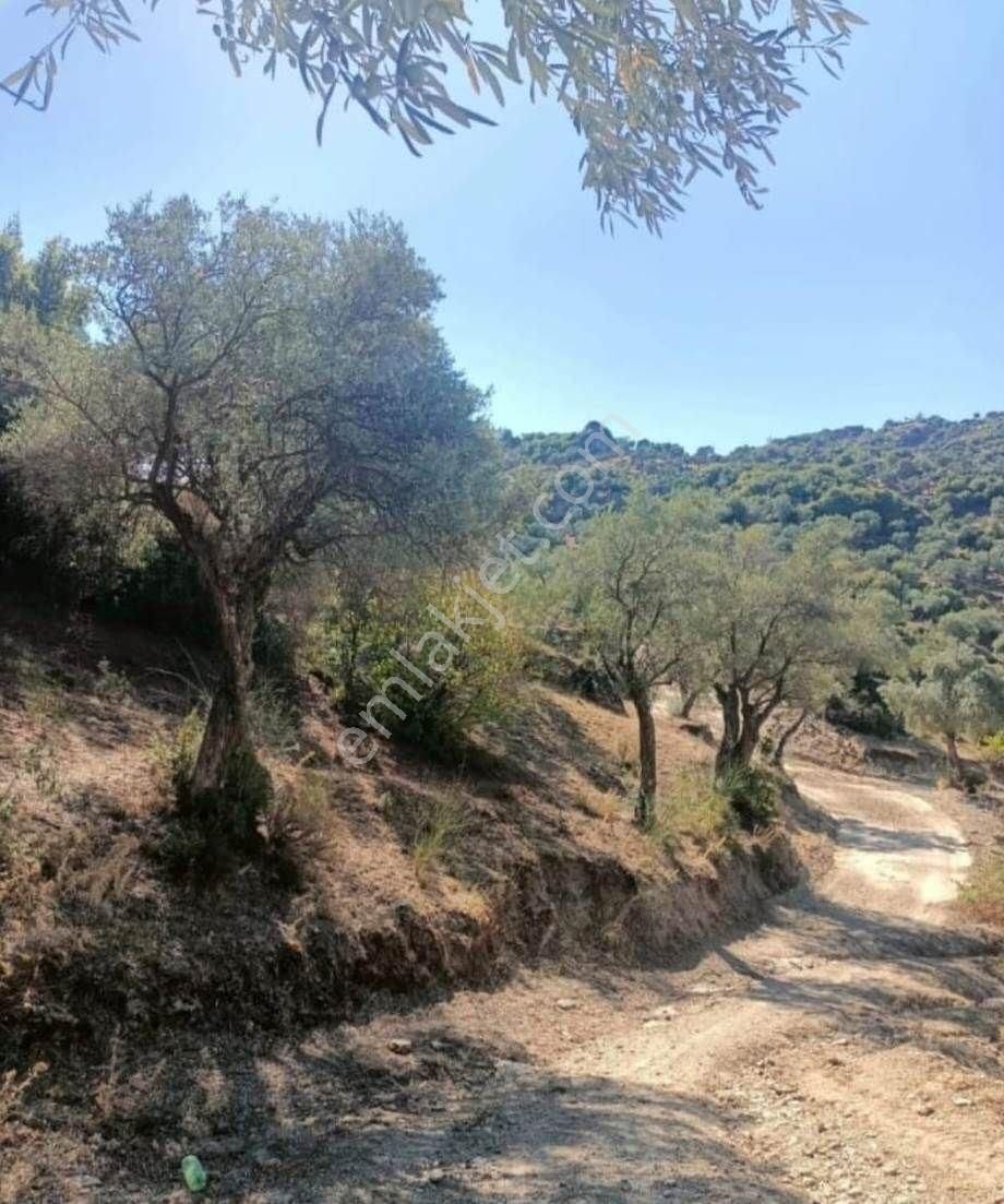 Karpuzlu Tekeler Mahallesinde Satılık Arazi - Görsel 3