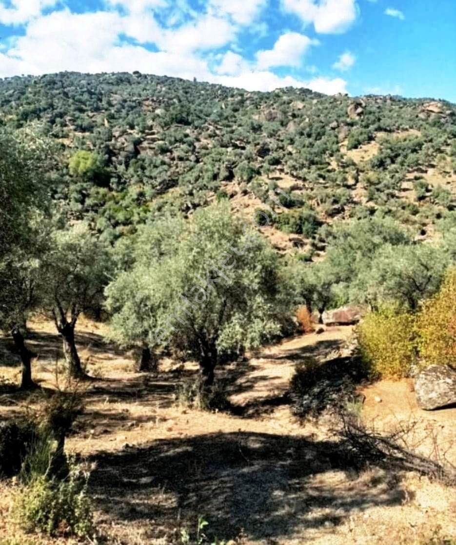 Karpuzlu Tekeler Mahallesinde Satılık Arazi