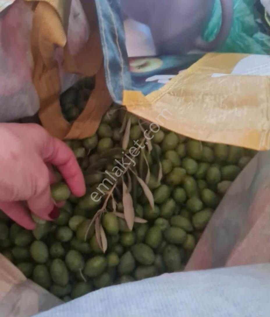 Karpuzlu Tekeler Mahallesinde Satılık Arazi - Görsel 2