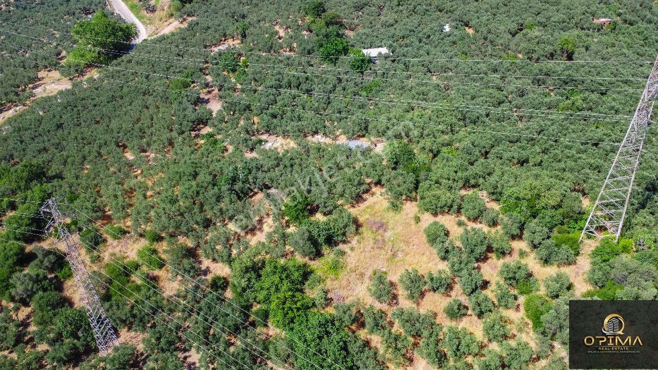 Opima Emlaktan Ocaklar Mahallesinde Yolu Açılmış Deniz Manzaralı Zeytinlik - Görsel 6
