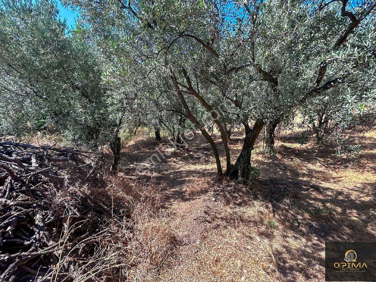 Opima Emlaktan Ocaklar Mahallesinde Yolu Açılmış Deniz Manzaralı Zeytinlik - Görsel 17