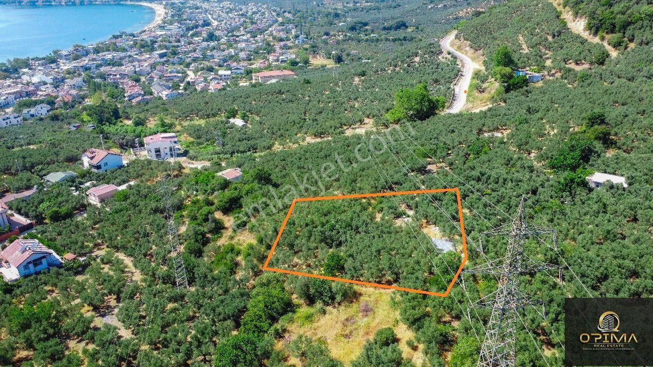 Opima Emlaktan Ocaklar Mahallesinde Yolu Açılmış Deniz Manzaralı Zeytinlik - Görsel 8