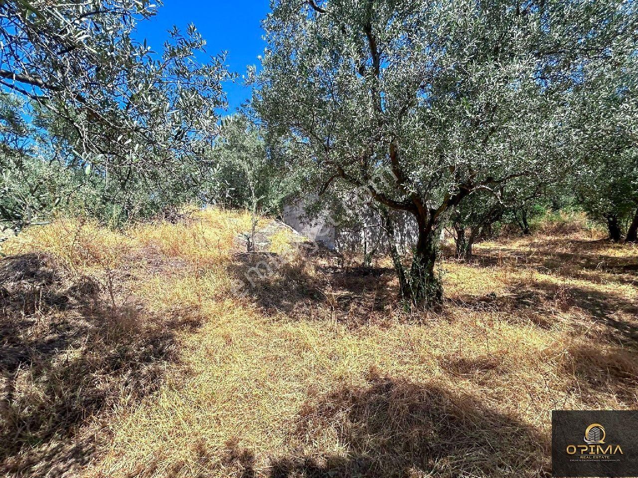 Opima Emlaktan Ocaklar Mahallesinde Yolu Açılmış Deniz Manzaralı Zeytinlik - Görsel 27