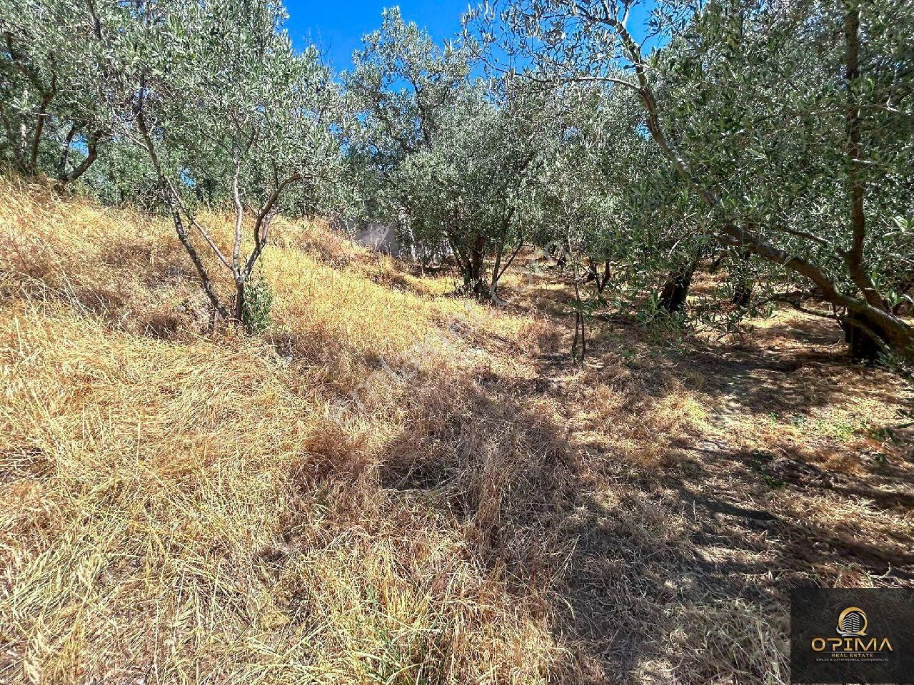 Opima Emlaktan Ocaklar Mahallesinde Yolu Açılmış Deniz Manzaralı Zeytinlik - Görsel 31