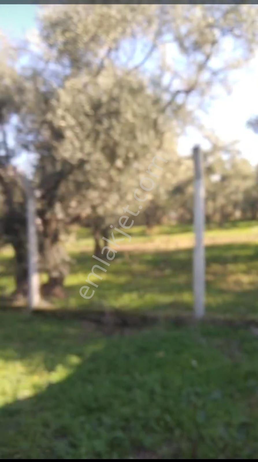 Satılık Tarla - Görsel 4