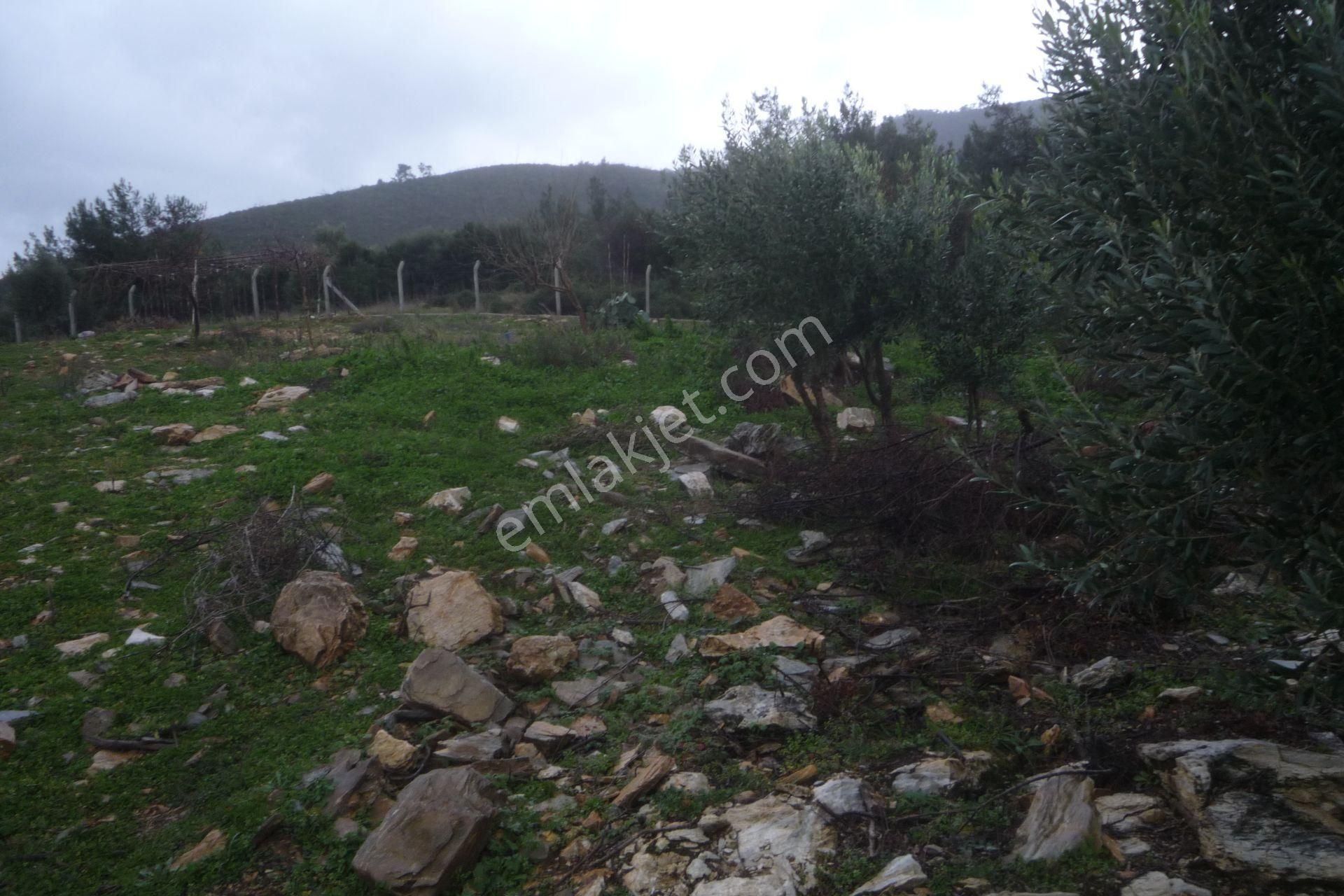 İzmir Torbalı Gold Emlaktan Satılık Zeytinli Tarla - Görsel 14