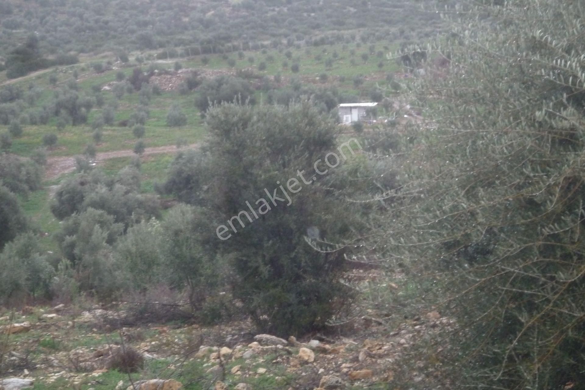 İzmir Torbalı Gold Emlaktan Satılık Zeytinli Tarla - Görsel 11