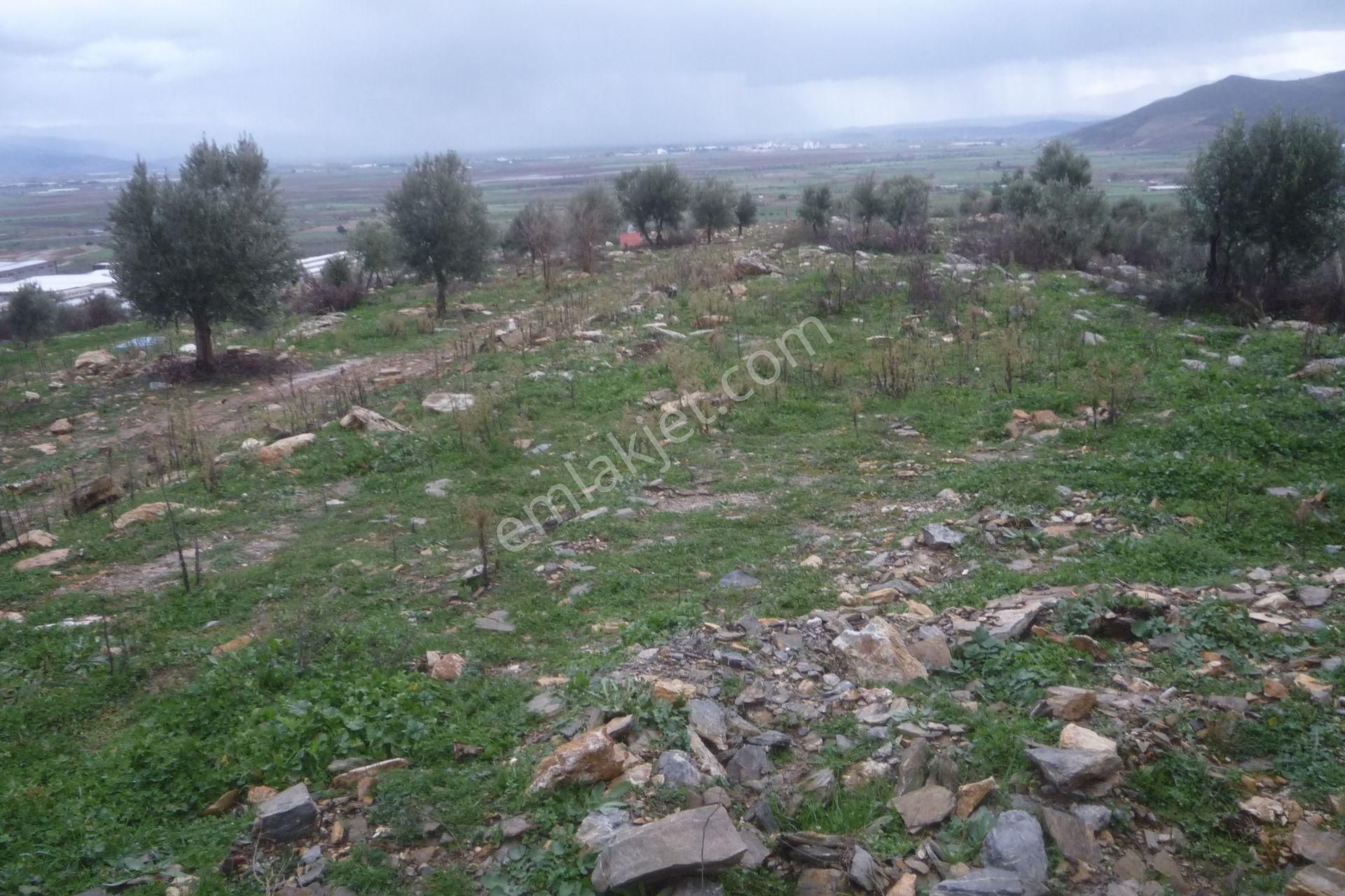 İzmir Torbalı Gold Emlaktan Satılık Zeytinli Tarla - Görsel 2