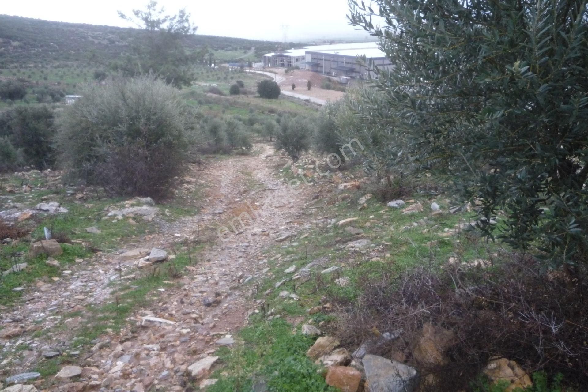 İzmir Torbalı Gold Emlaktan Satılık Zeytinli Tarla - Görsel 9