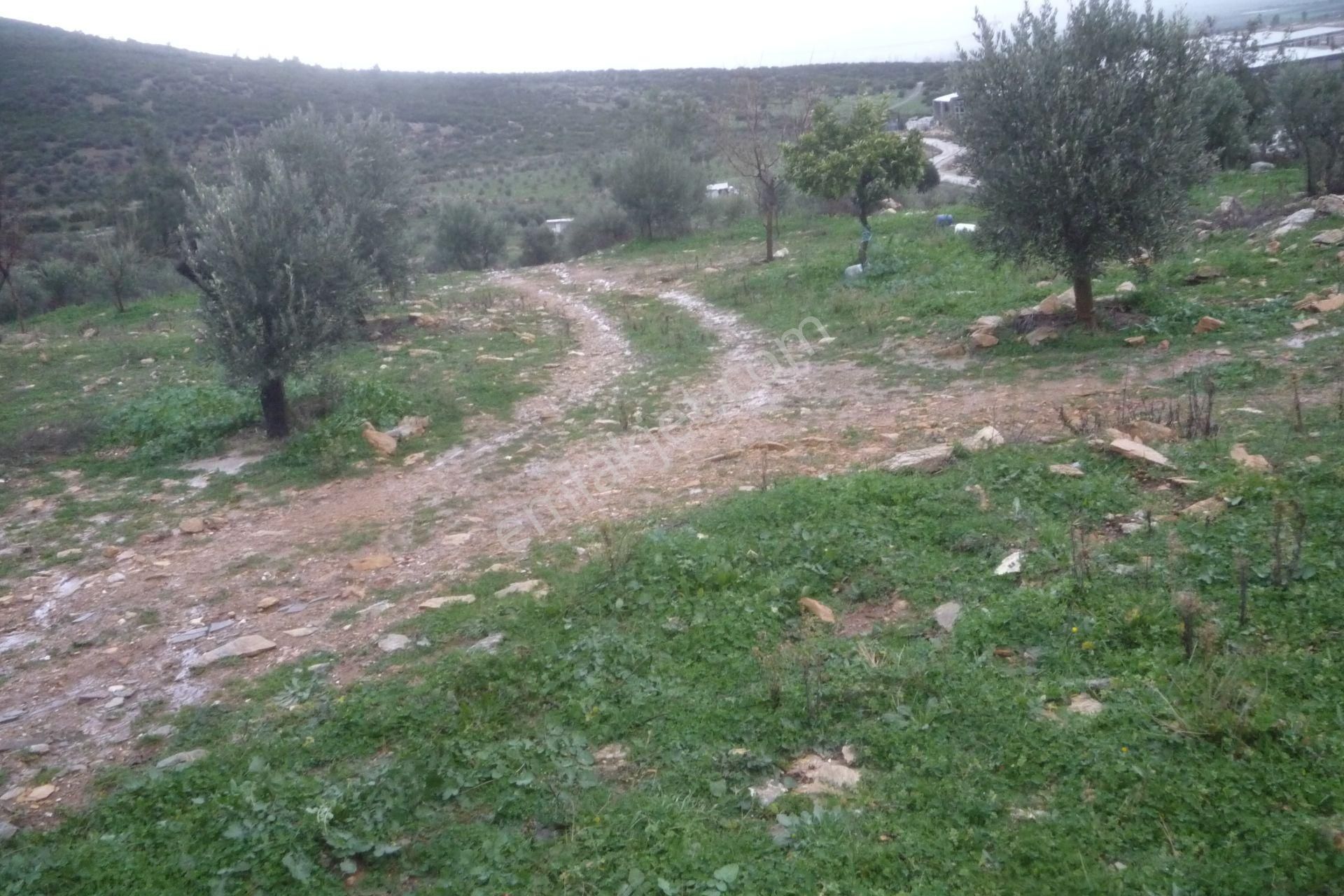 İzmir Torbalı Gold Emlaktan Satılık Zeytinli Tarla - Görsel 4