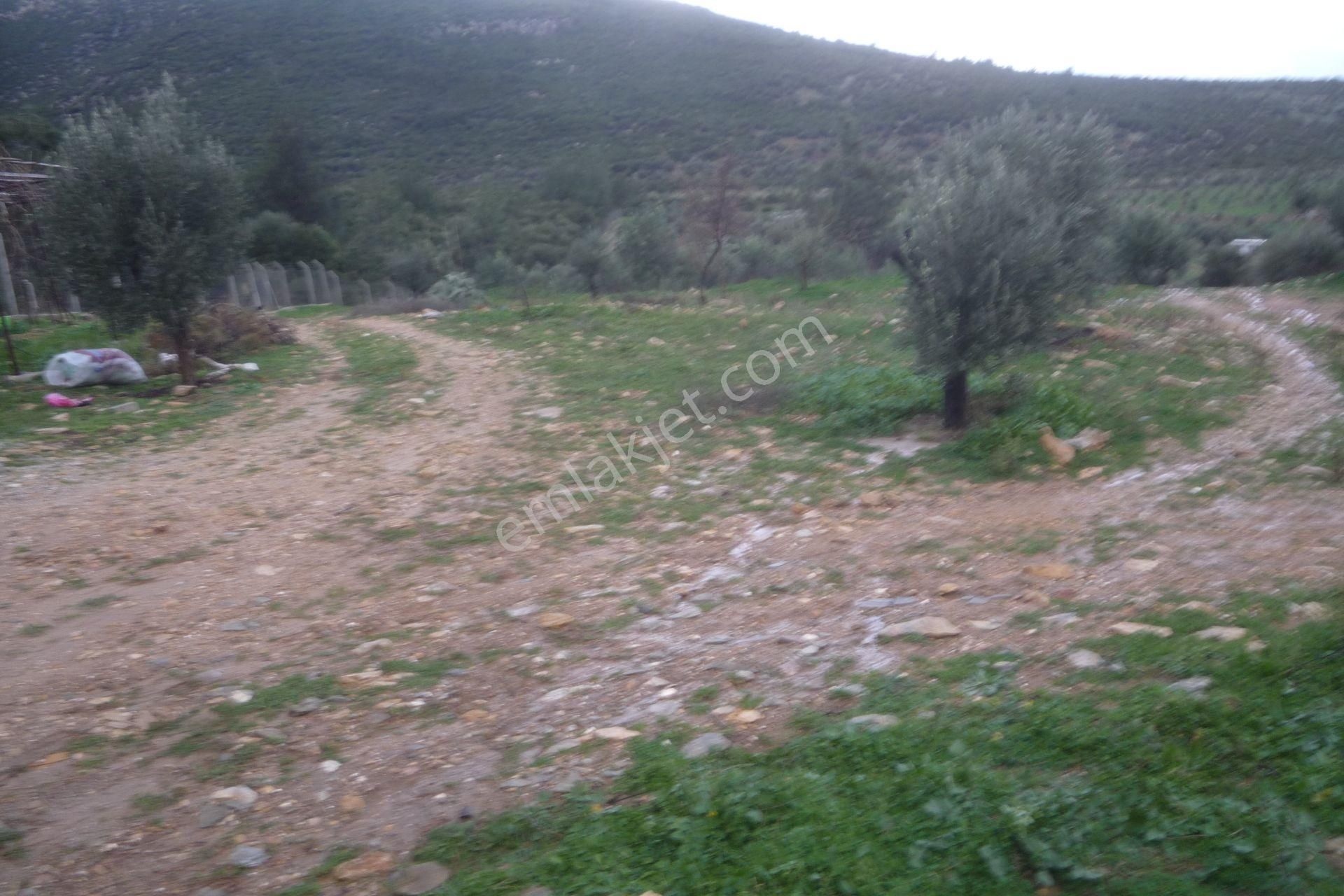 İzmir Torbalı Gold Emlaktan Satılık Zeytinli Tarla - Görsel 5