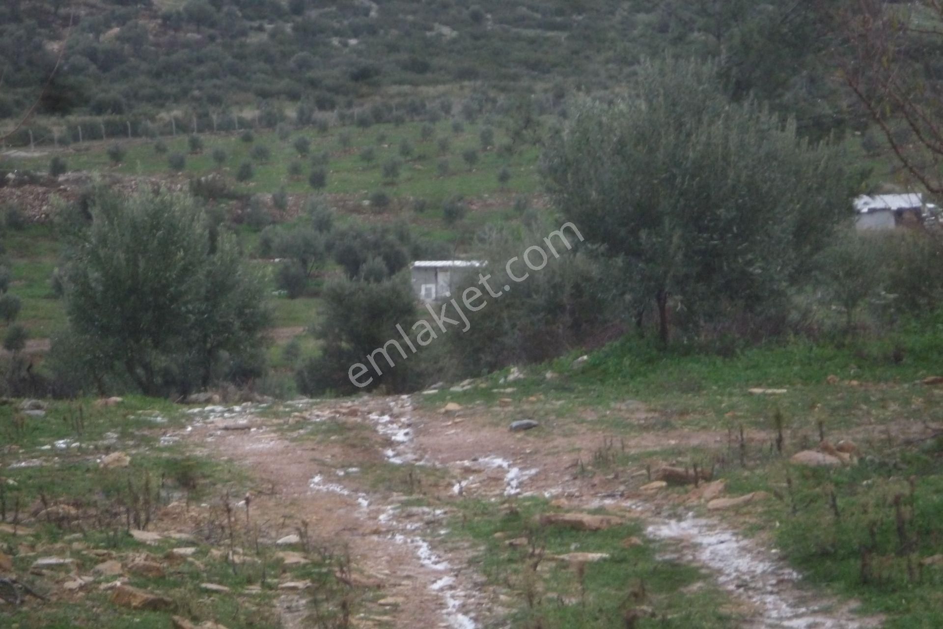 İzmir Torbalı Gold Emlaktan Satılık Zeytinli Tarla - Görsel 7