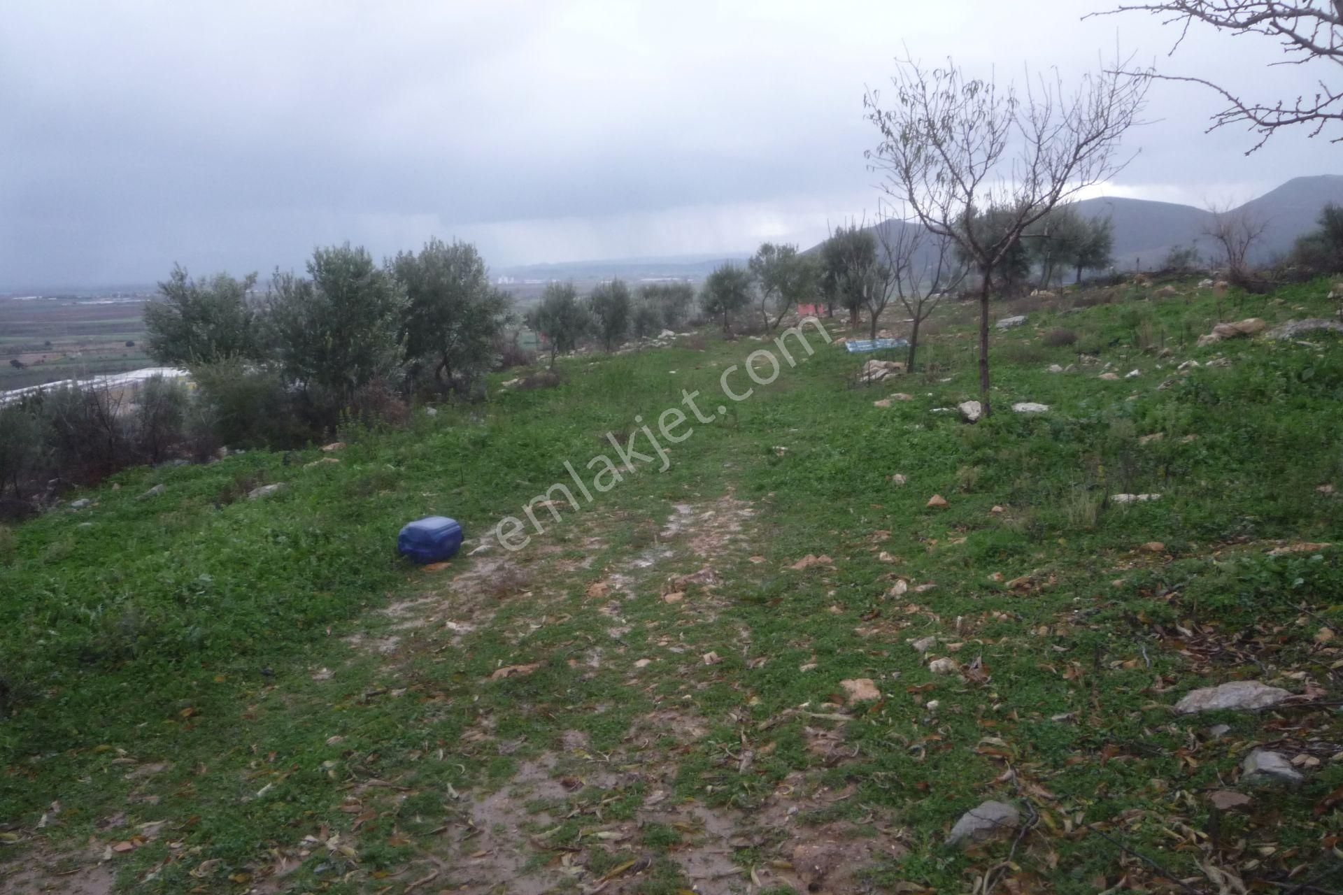 İzmir Torbalı Gold Emlaktan Satılık Zeytinli Tarla - Görsel 8