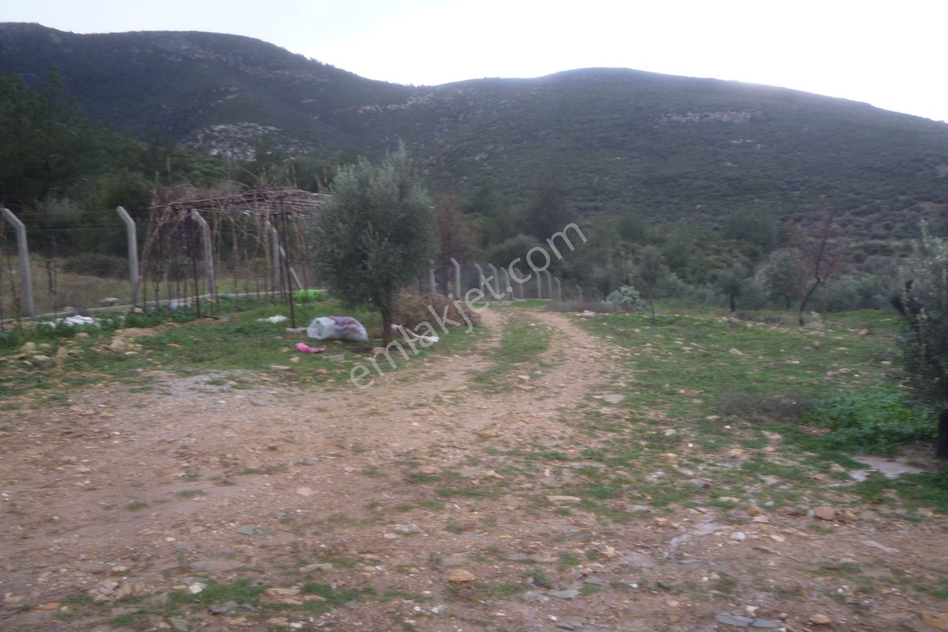 İzmir Torbalı Gold Emlaktan Satılık Zeytinli Tarla - Görsel 6