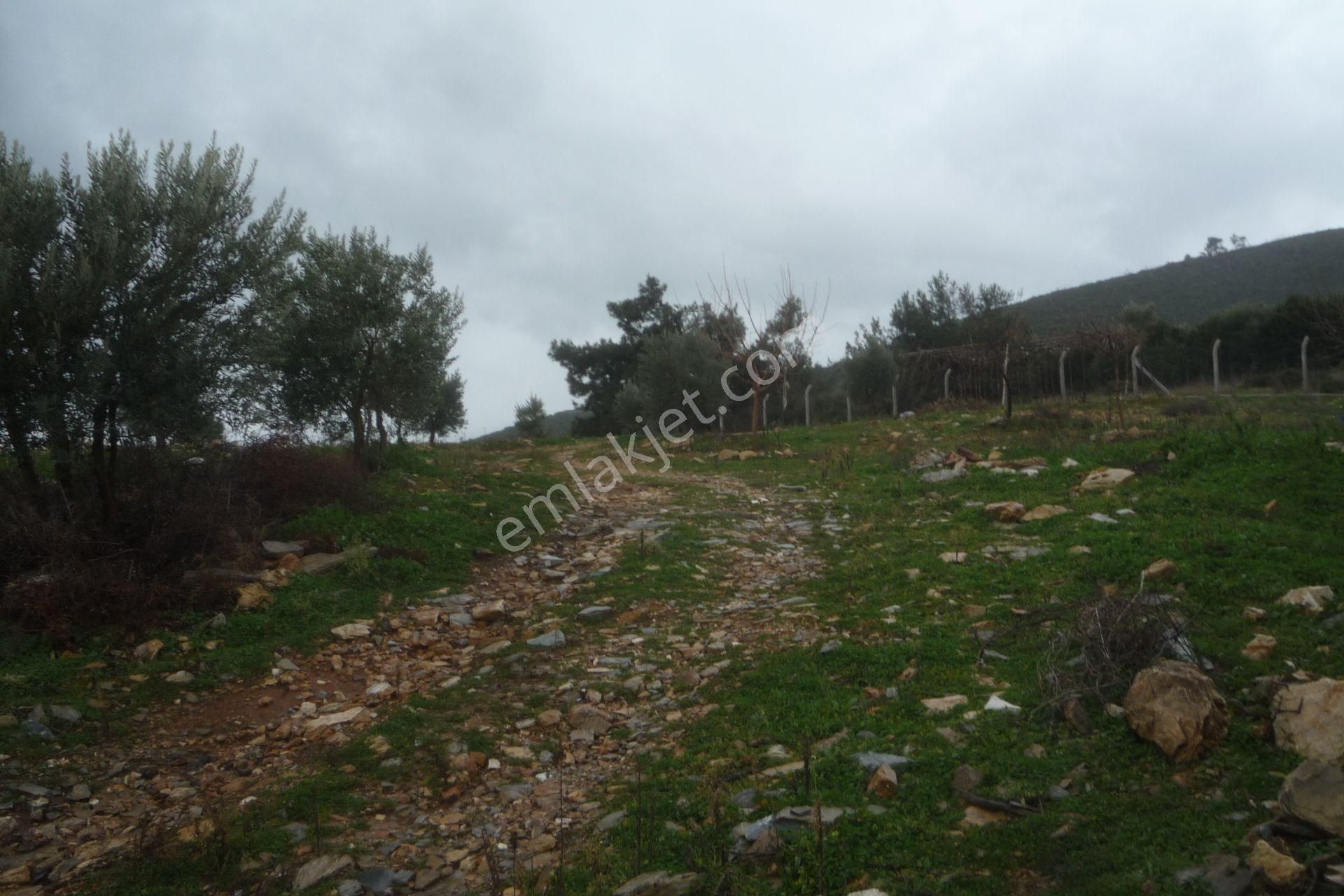 İzmir Torbalı Gold Emlaktan Satılık Zeytinli Tarla - Görsel 13