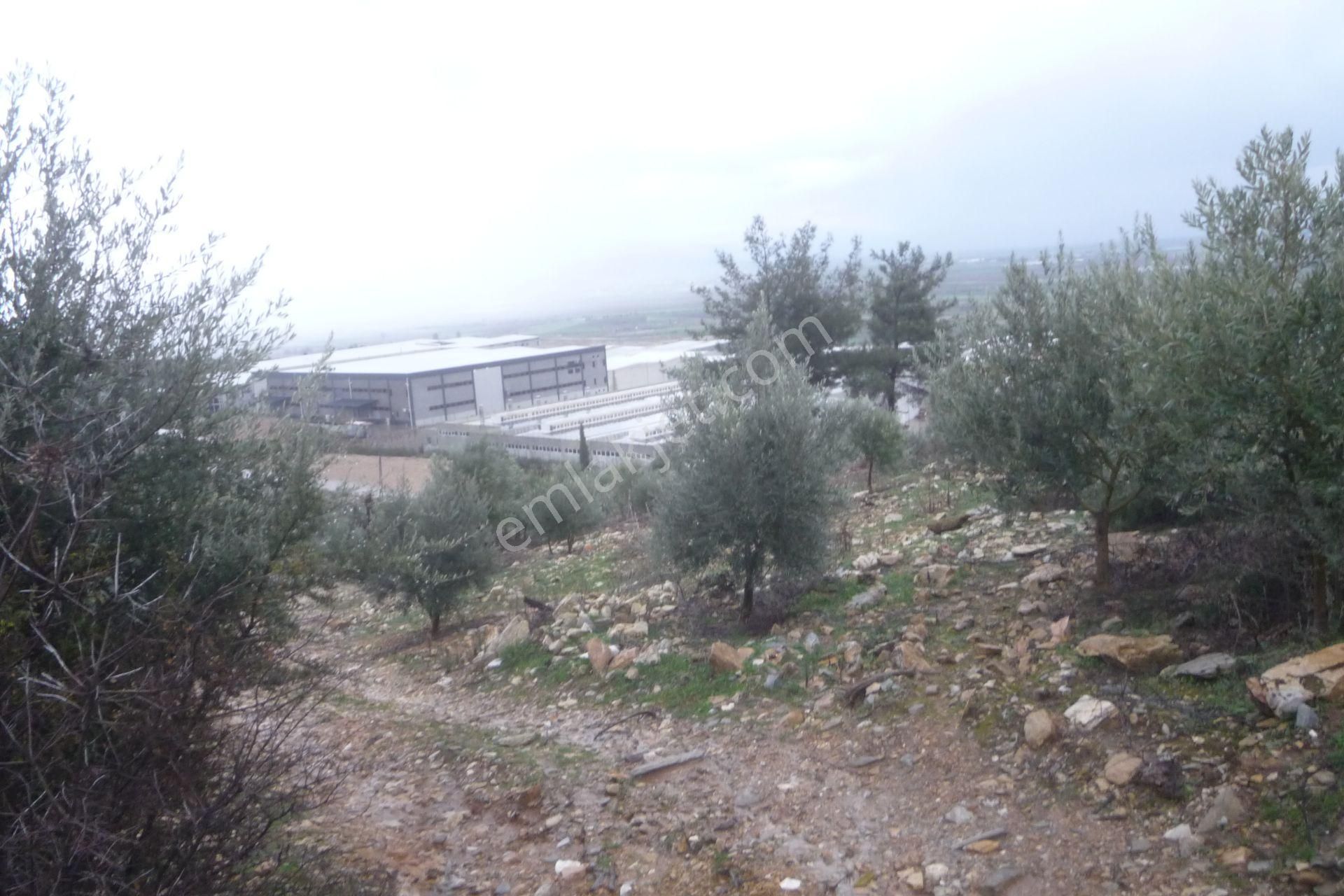 İzmir Torbalı Gold Emlaktan Satılık Zeytinli Tarla - Görsel 15