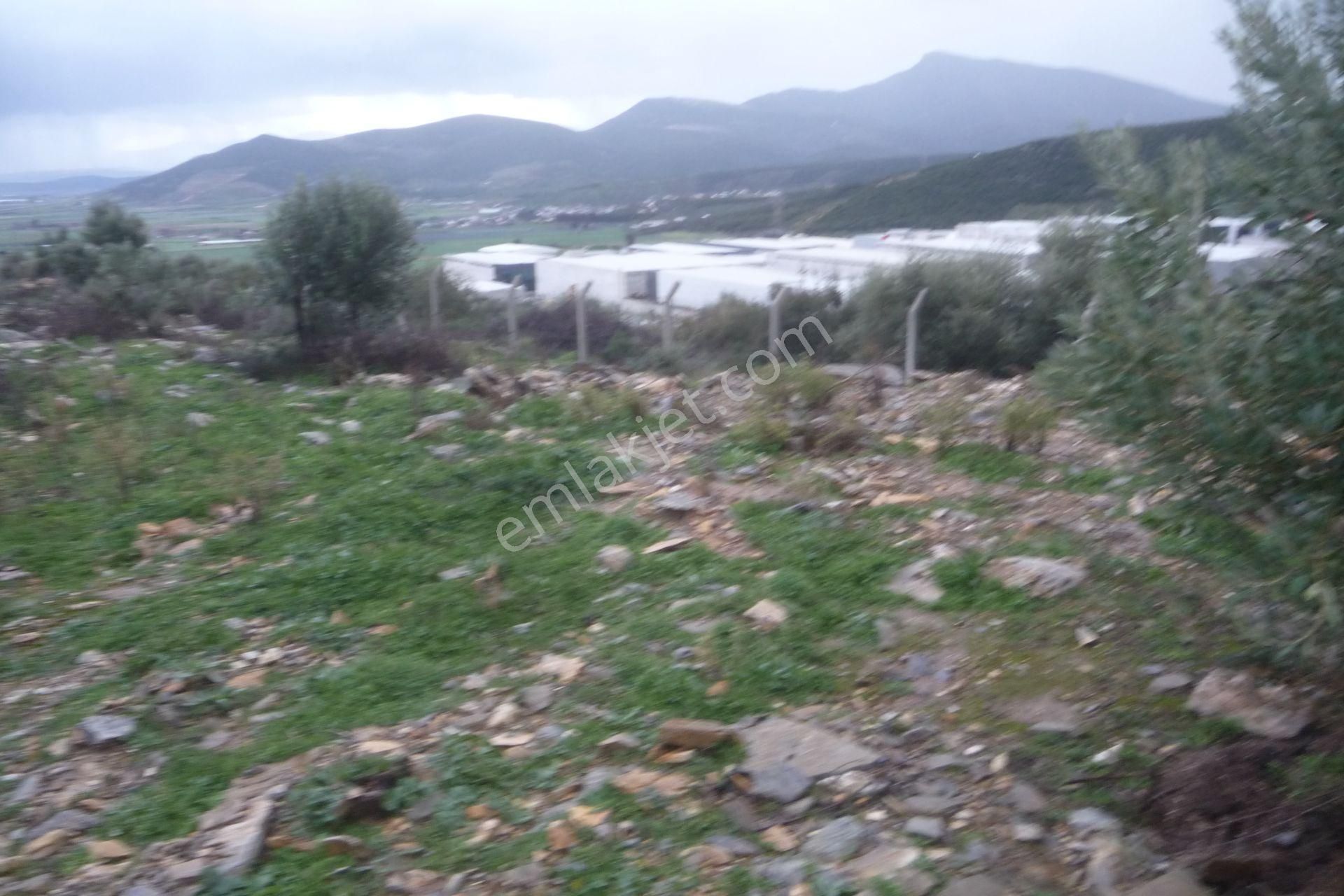 İzmir Torbalı Gold Emlaktan Satılık Zeytinli Tarla - Görsel 3