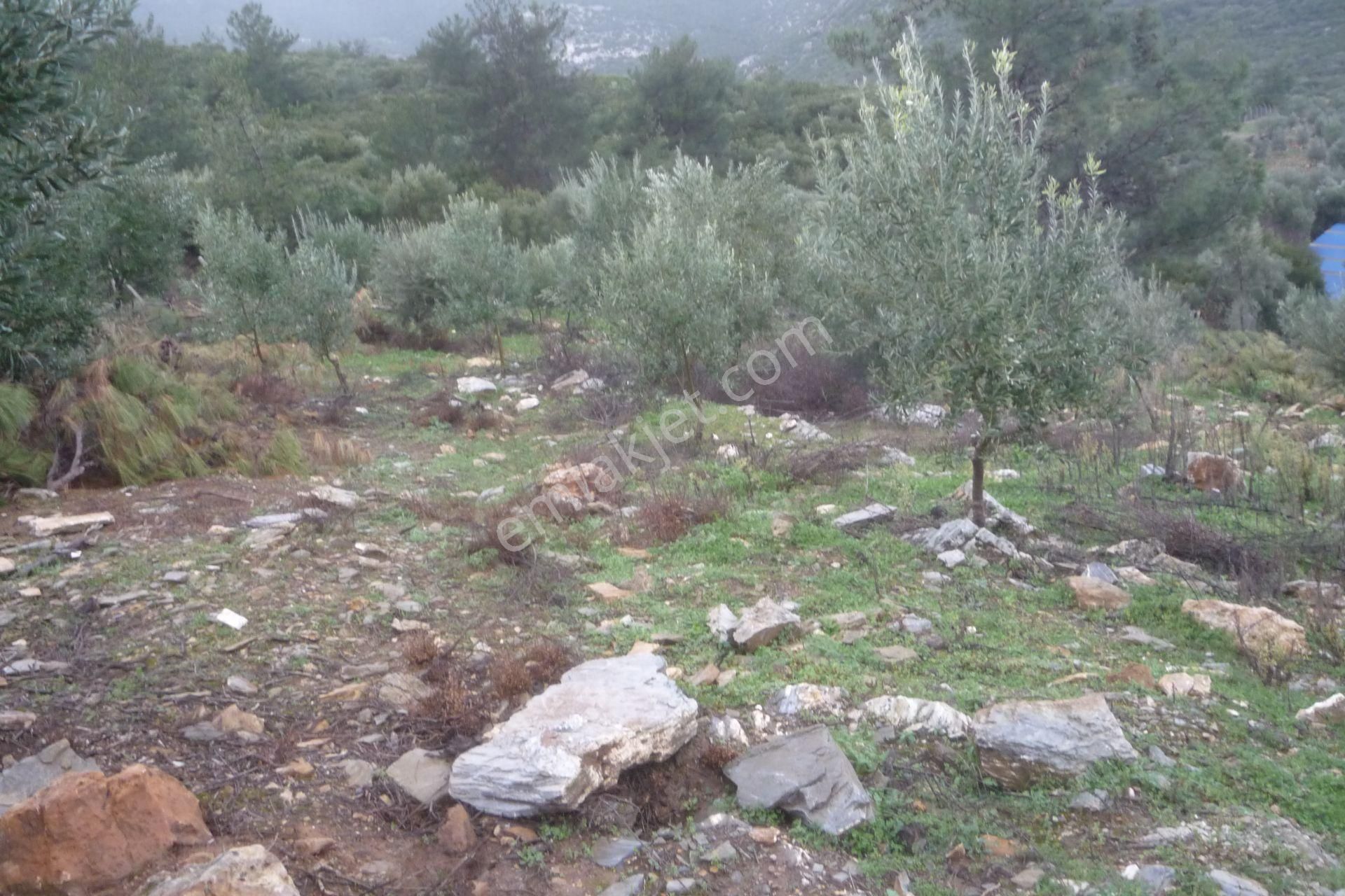 İzmir Torbalı Gold Emlaktan Satılık Zeytinli Tarla - Görsel 12
