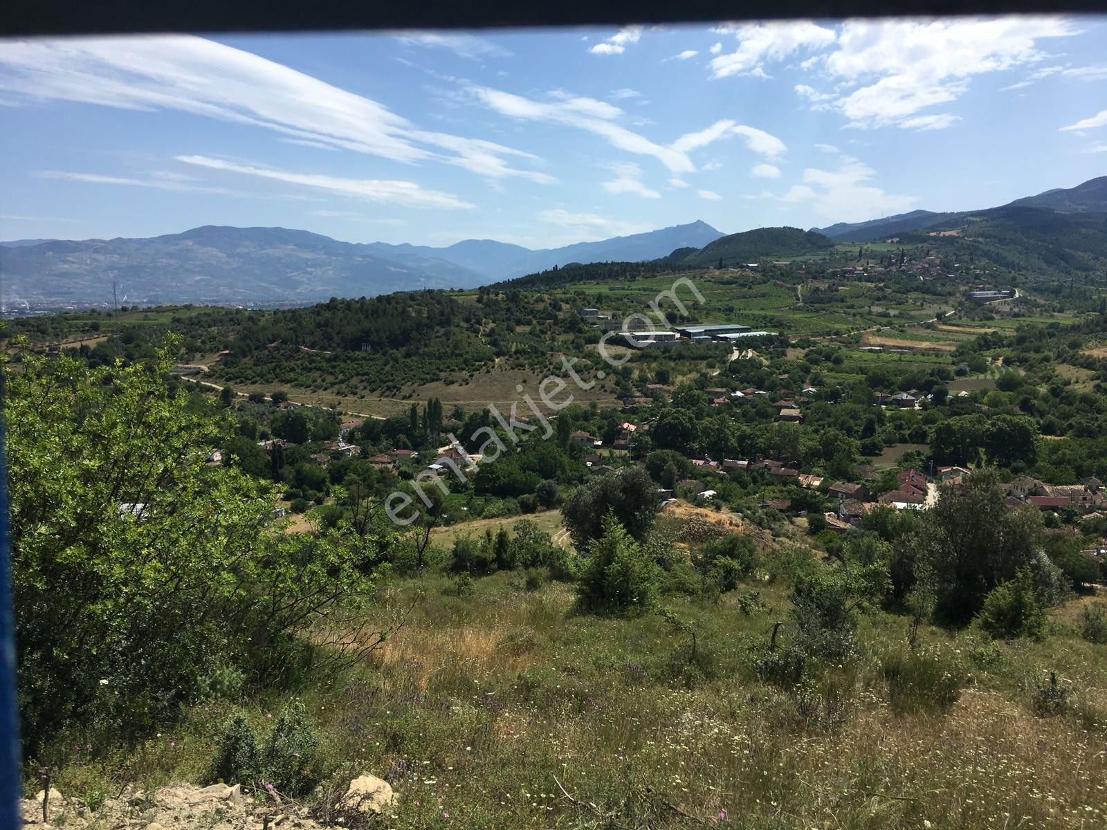 Üzerinde Konteynır Ve Zeytin Ağaçları - Görsel 6