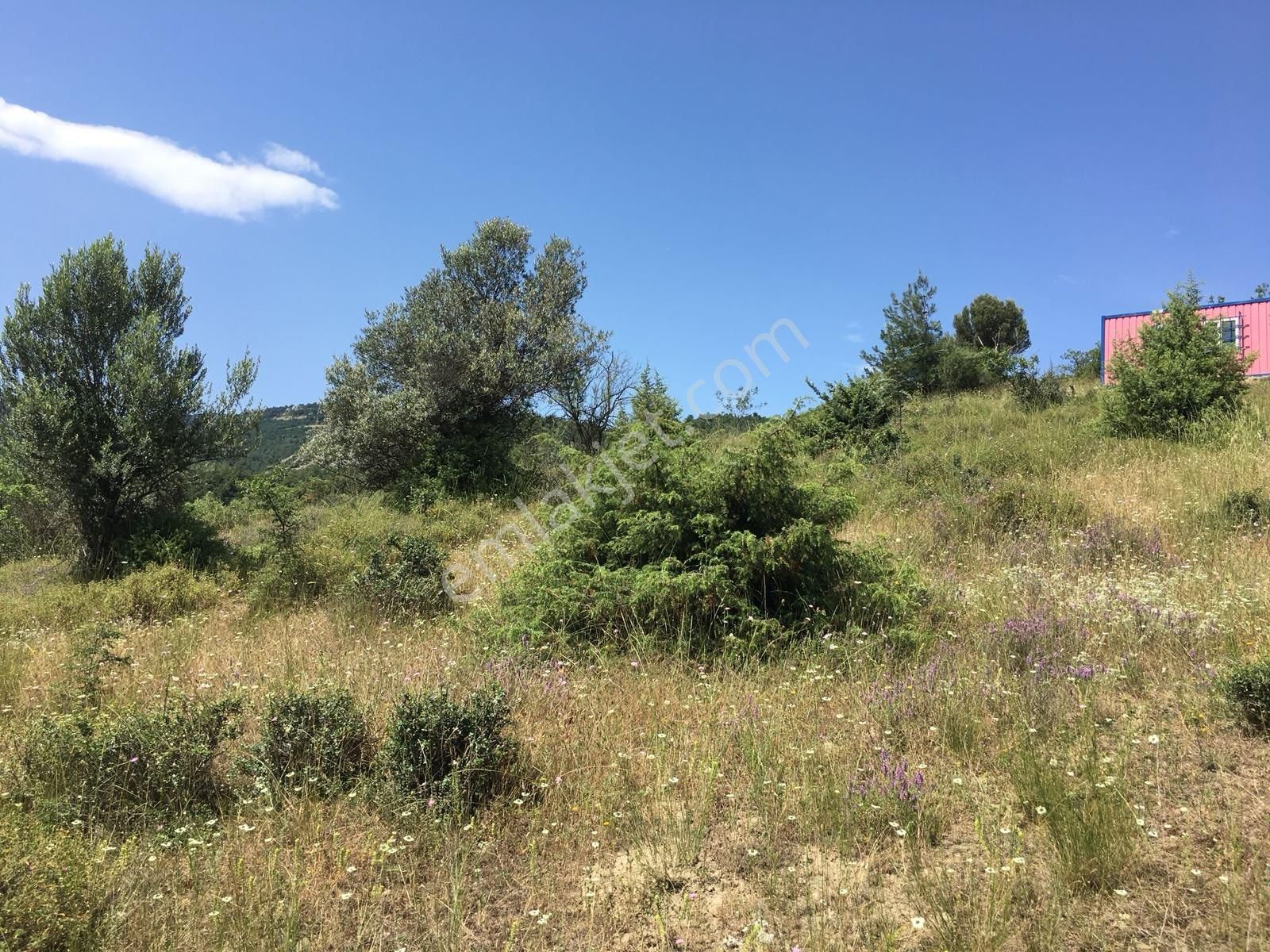 Üzerinde Konteynır Ve Zeytin Ağaçları - Görsel 8