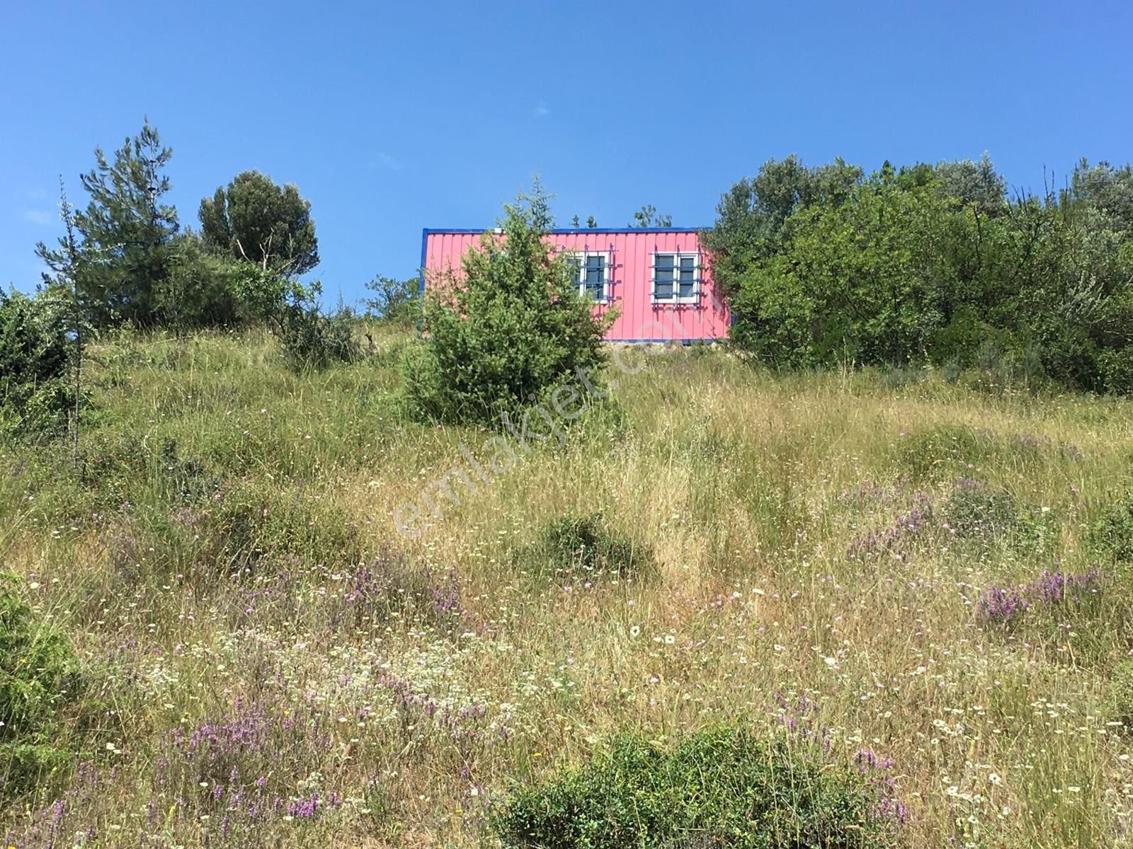 Üzerinde Konteynır Ve Zeytin Ağaçları - Görsel 3