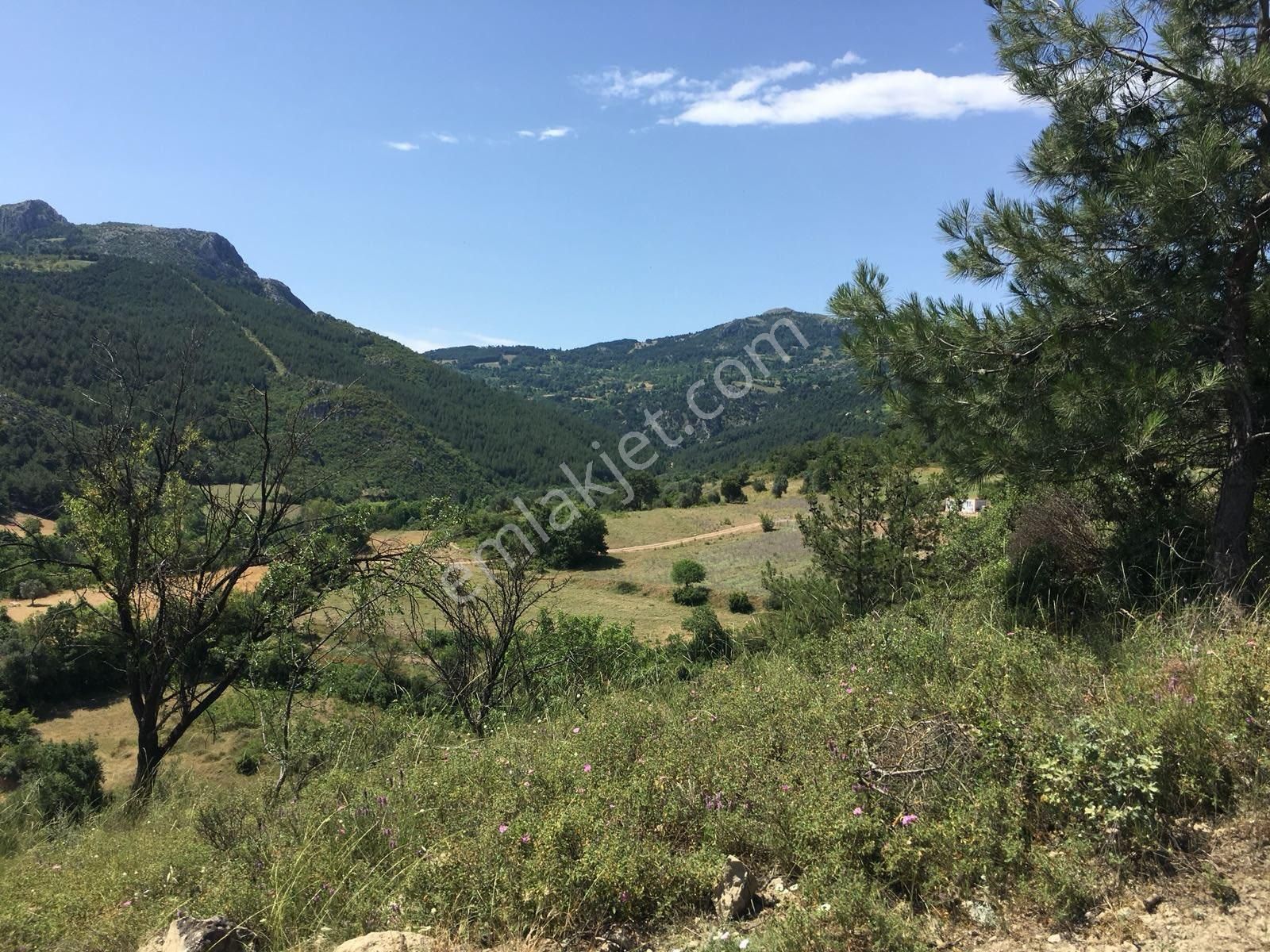 Üzerinde Konteynır Ve Zeytin Ağaçları - Görsel 5