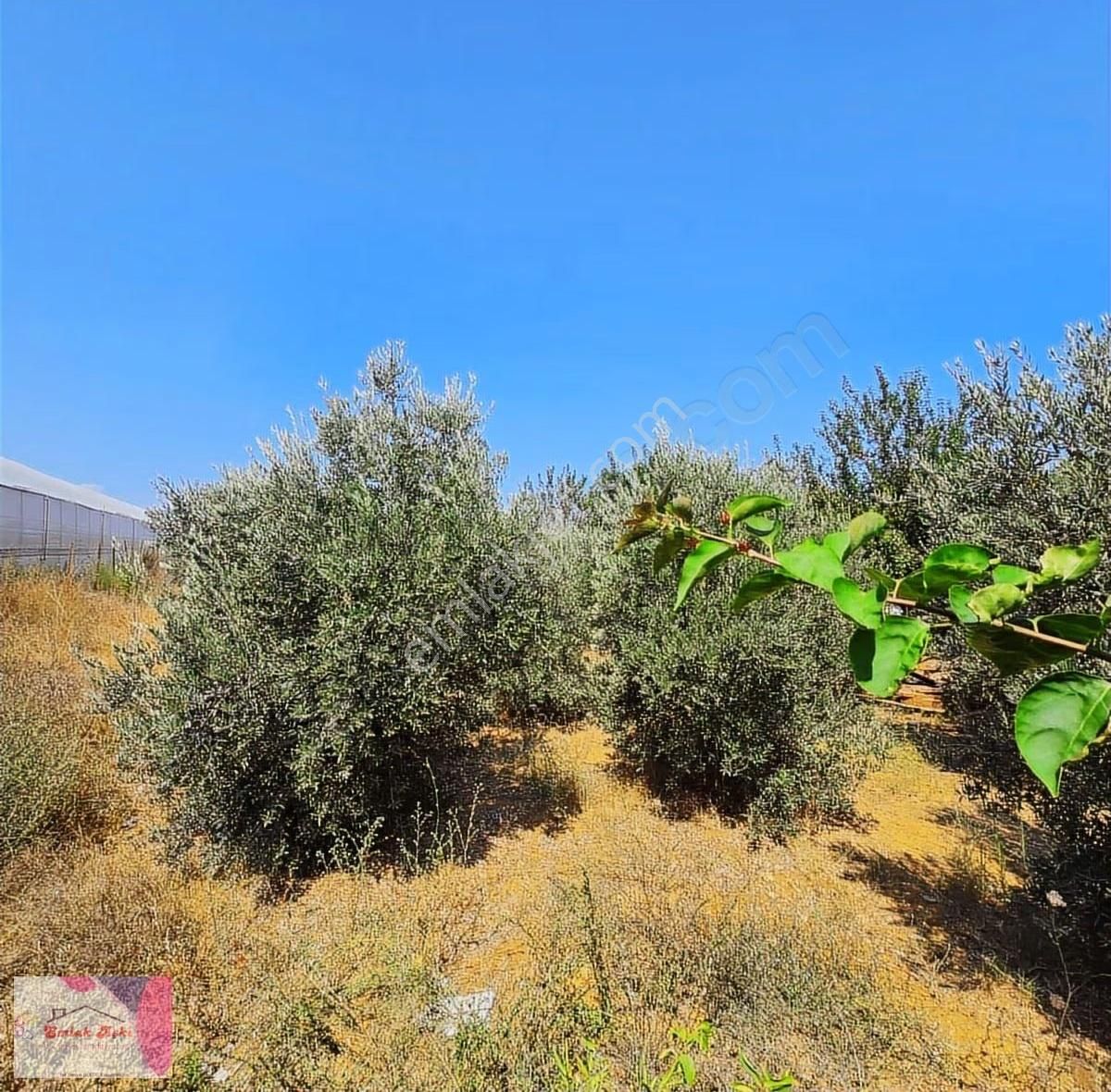 Antalya Aksu Topallı Da Satılık Tarla - Görsel 2