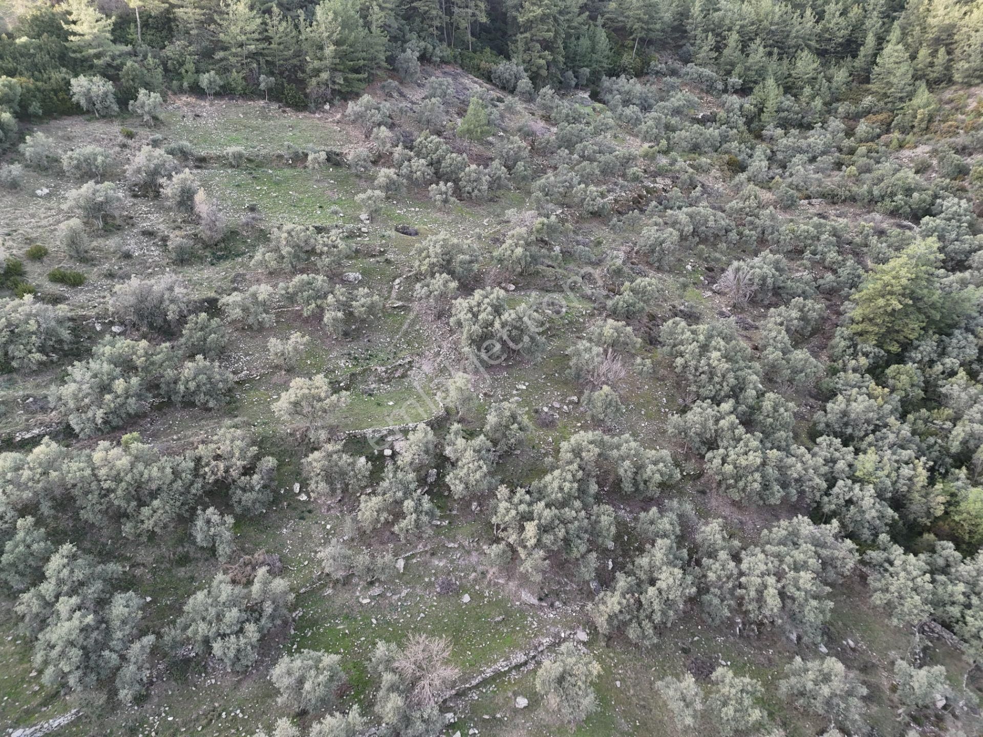 Ören'e 15dk Mesafede Müstakil Verimli 2 Parça Tarla Zeytinlik - Görsel 12