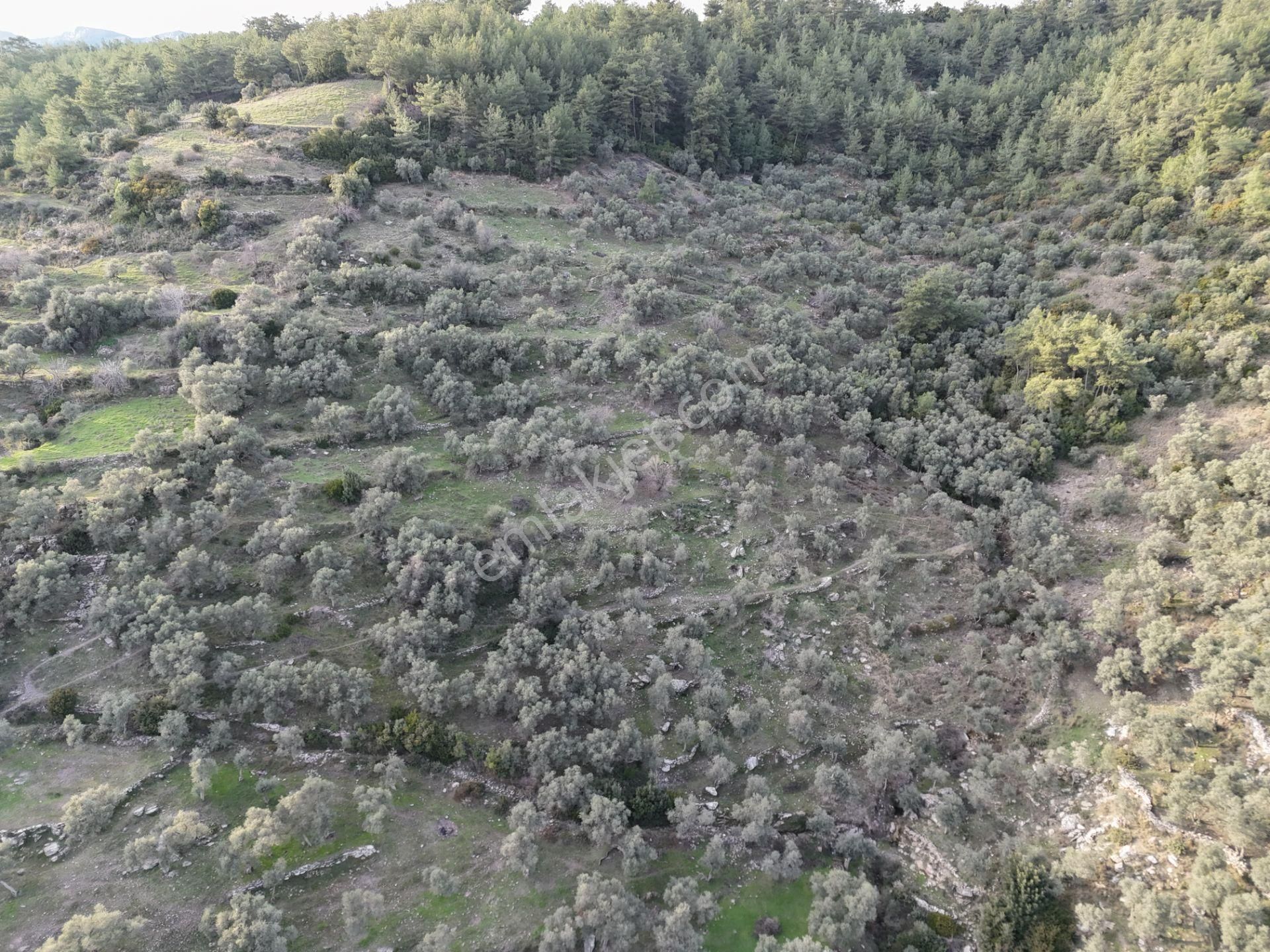 Ören'e 15dk Mesafede Müstakil Verimli 2 Parça Tarla Zeytinlik - Görsel 14